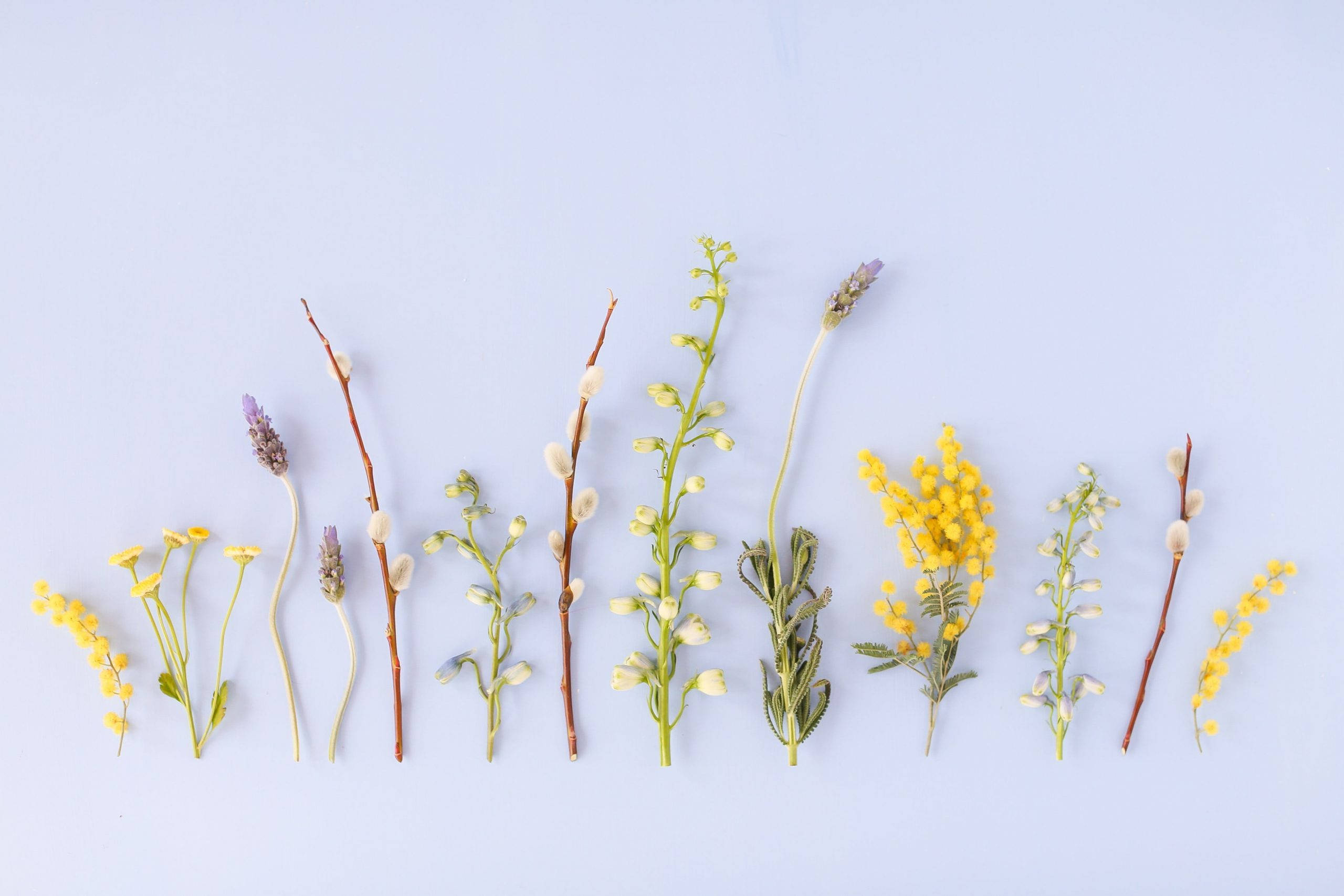 Minimalist Flower Computer 桌布 壁紙 — 一排精緻的各式乾花和柳絮整齊地排列在柔和的粉藍色背景上。