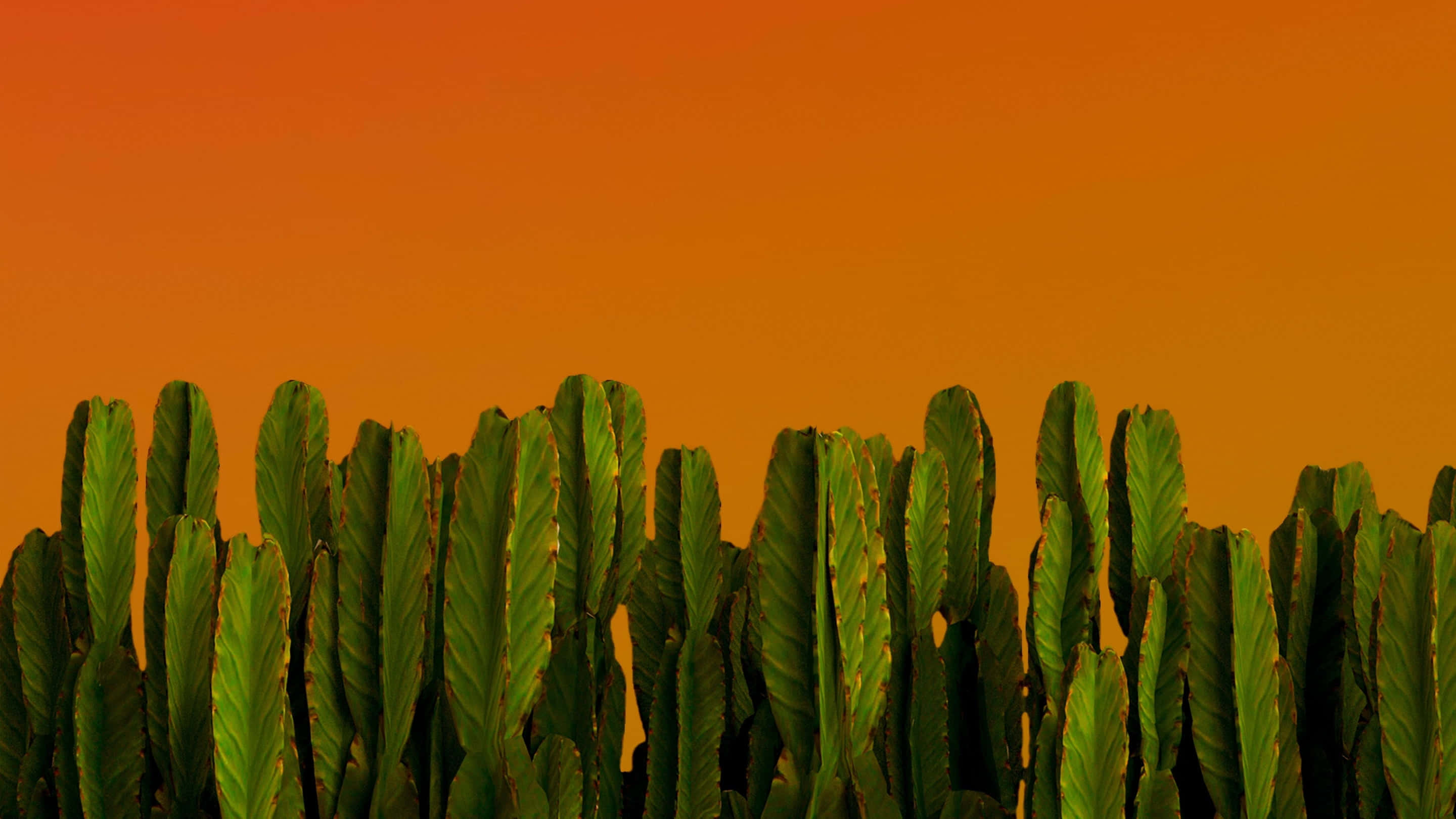 Cactus 桌布 壁紙 — 一排綠色仙人掌在充滿活力的橙色日落天空下形成剪影。