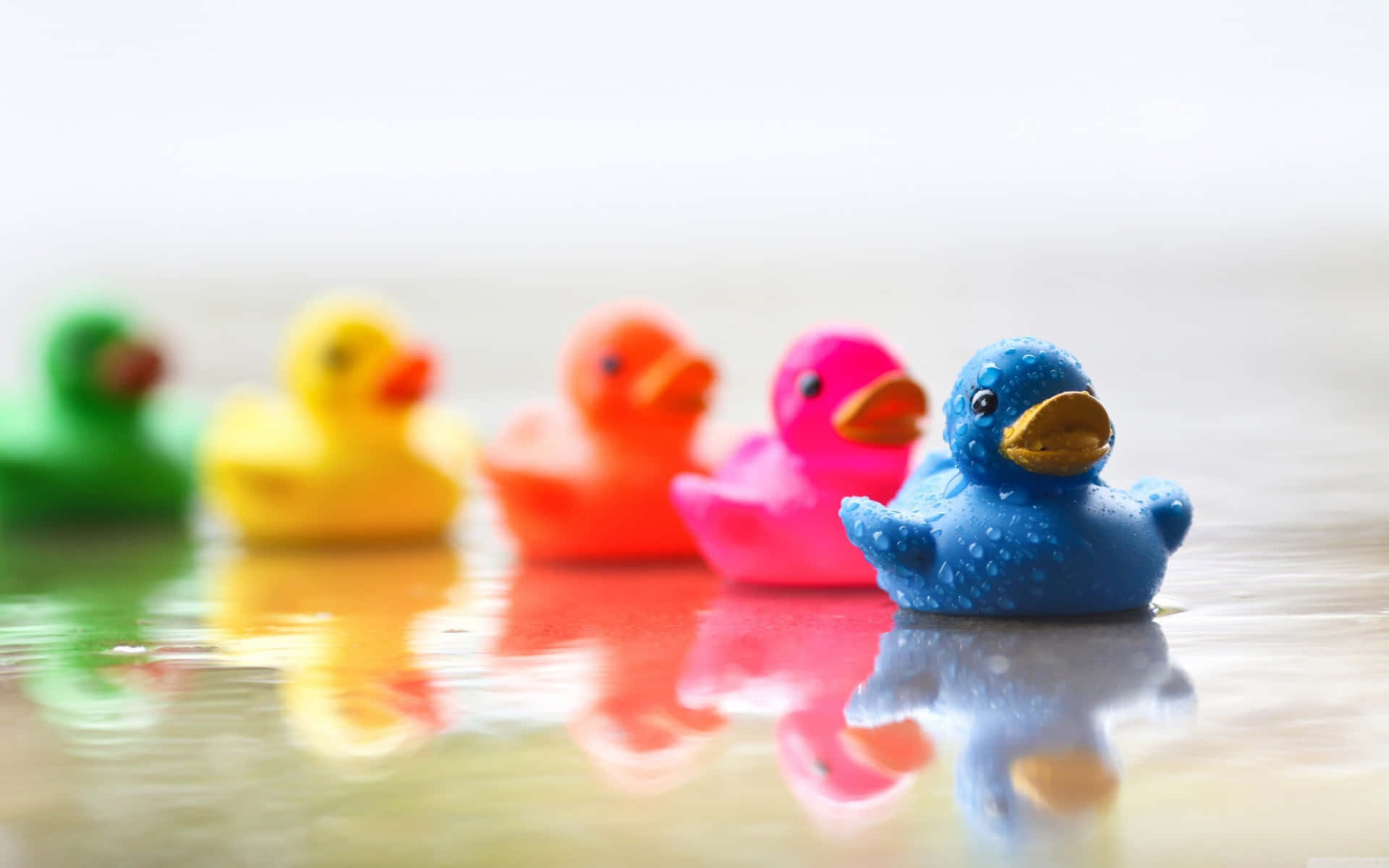Cute Duck 桌布 壁紙 — 一排色彩繽紛的橡膠鴨子在淺水中漂浮，藍色鴨子清晰對焦，其他鴨子在背景中模糊。
