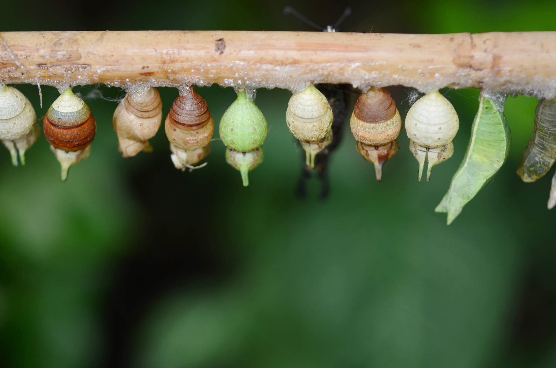 Caterpillar 桌布 壁紙 — 一排色彩繽紛的蛹懸掛在竹枝上，背景是柔和的綠色模糊效果。