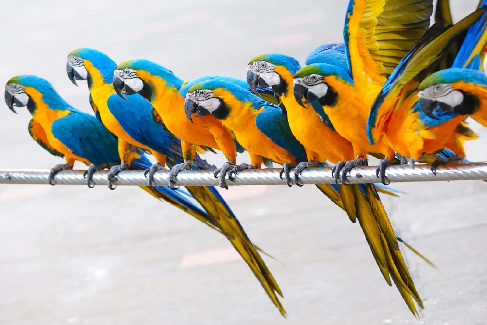 parrot 桌布 壁紙 — 一排色彩鮮豔的藍黃金剛鸚鵡棲息在金屬纜線上，背景為柔和的灰色。