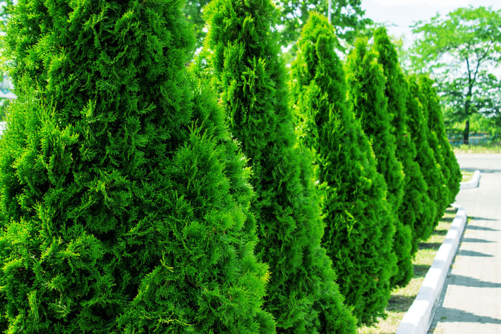 Evergreen Trees 桌布 壁紙 — 一排茂密的綠色針葉樹排列在一條鋪砌的小徑上，在明亮的日光下。