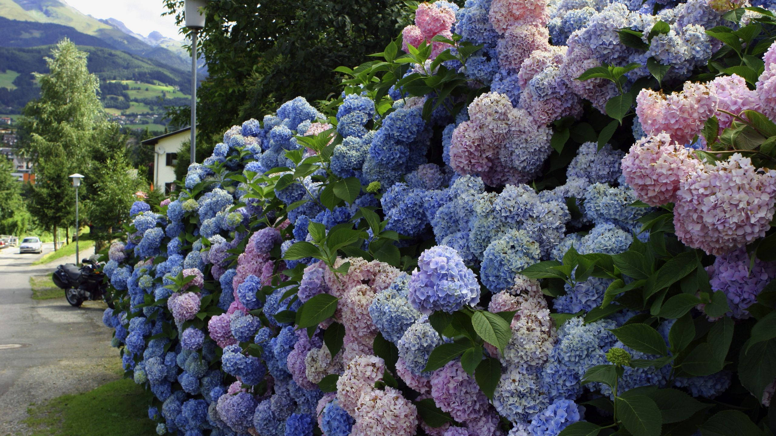 Hydrangea 桌布 壁紙 — 一排藍色和粉紅色繡球花組成的鮮豔籬笆，在寧靜的街道旁茂盛綻放，背景是山巒。