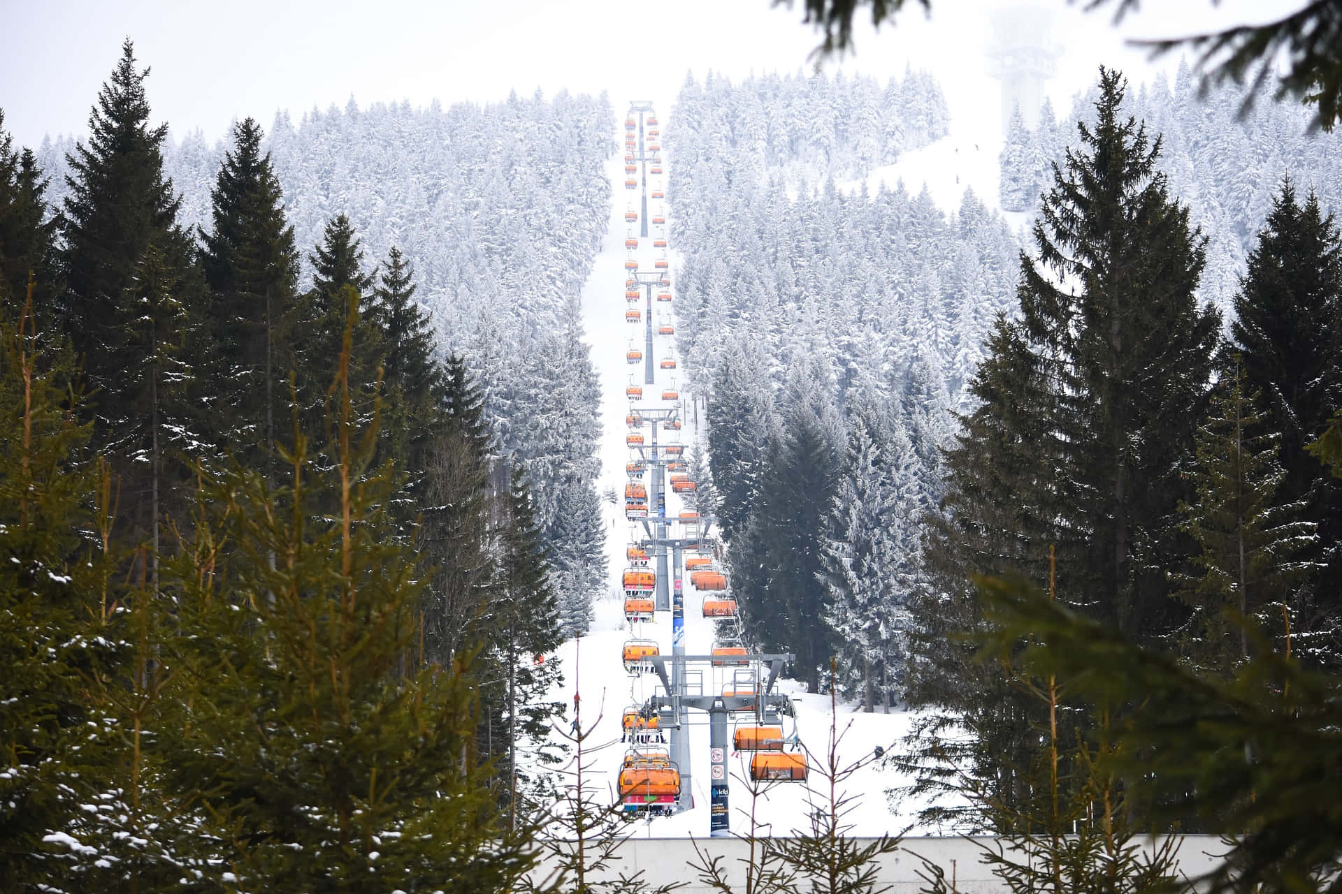 Ski Resort 桌布 壁紙 — 一排長長的橙色滑雪纜車在陰天之下，沿著被茂密常綠森林環繞的積雪山脈上升。