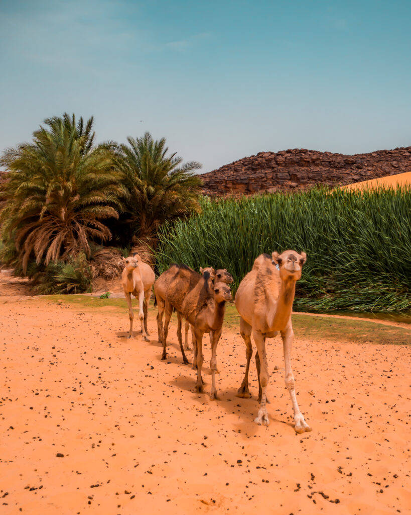 Desert 桌布 壁紙 — 一排駱駝在橙色沙漠沙地上，在綠色棕櫚樹旁，在清澈的藍天下行走。