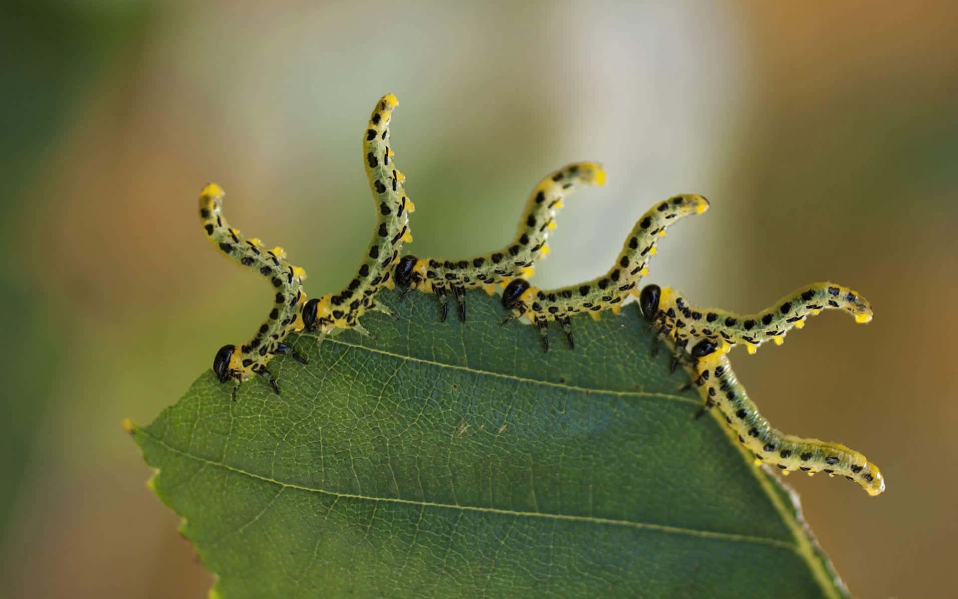 Insects 桌布 壁紙 — 一排鮮黃色和黑色的毛毛蟲，帶有尖刺狀突起，沿著茂盛綠葉的邊緣爬行。