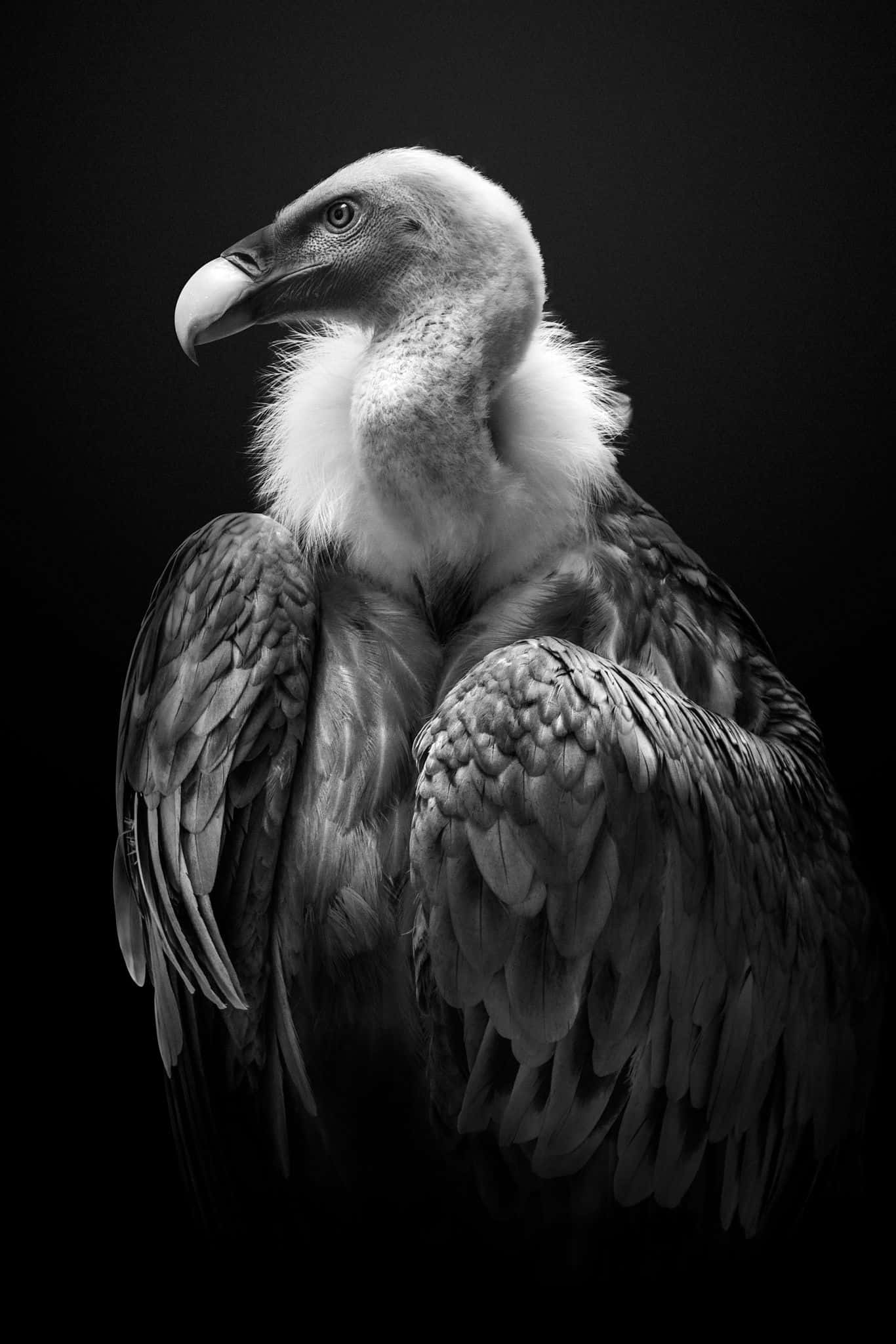 「一探美麗鳥類的繽紛世界」 壁紙