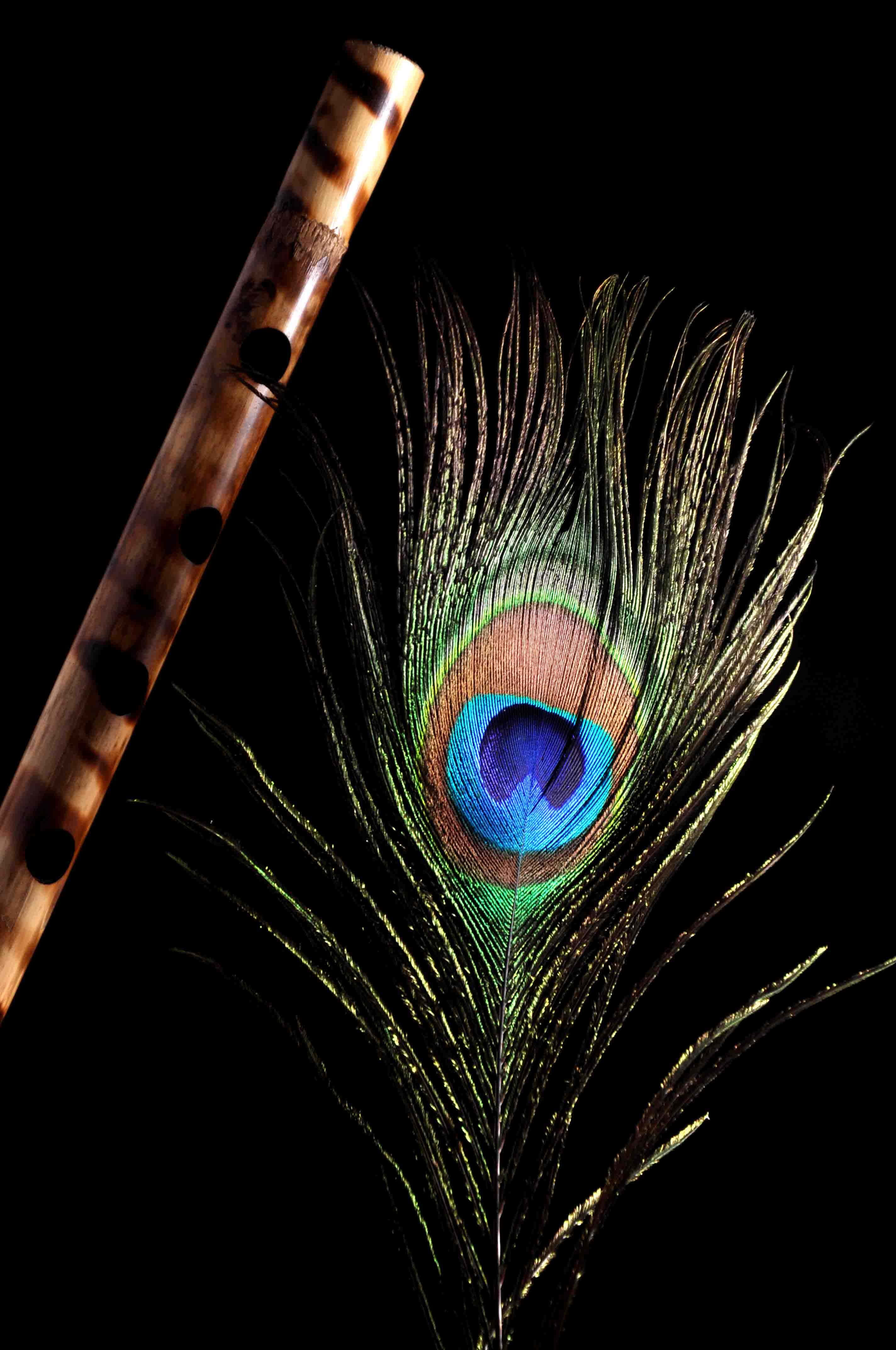 Peacock Feather 桌布 壁紙 — 一支木笛放在一根鮮豔的孔雀羽毛旁邊，背景是純黑色。