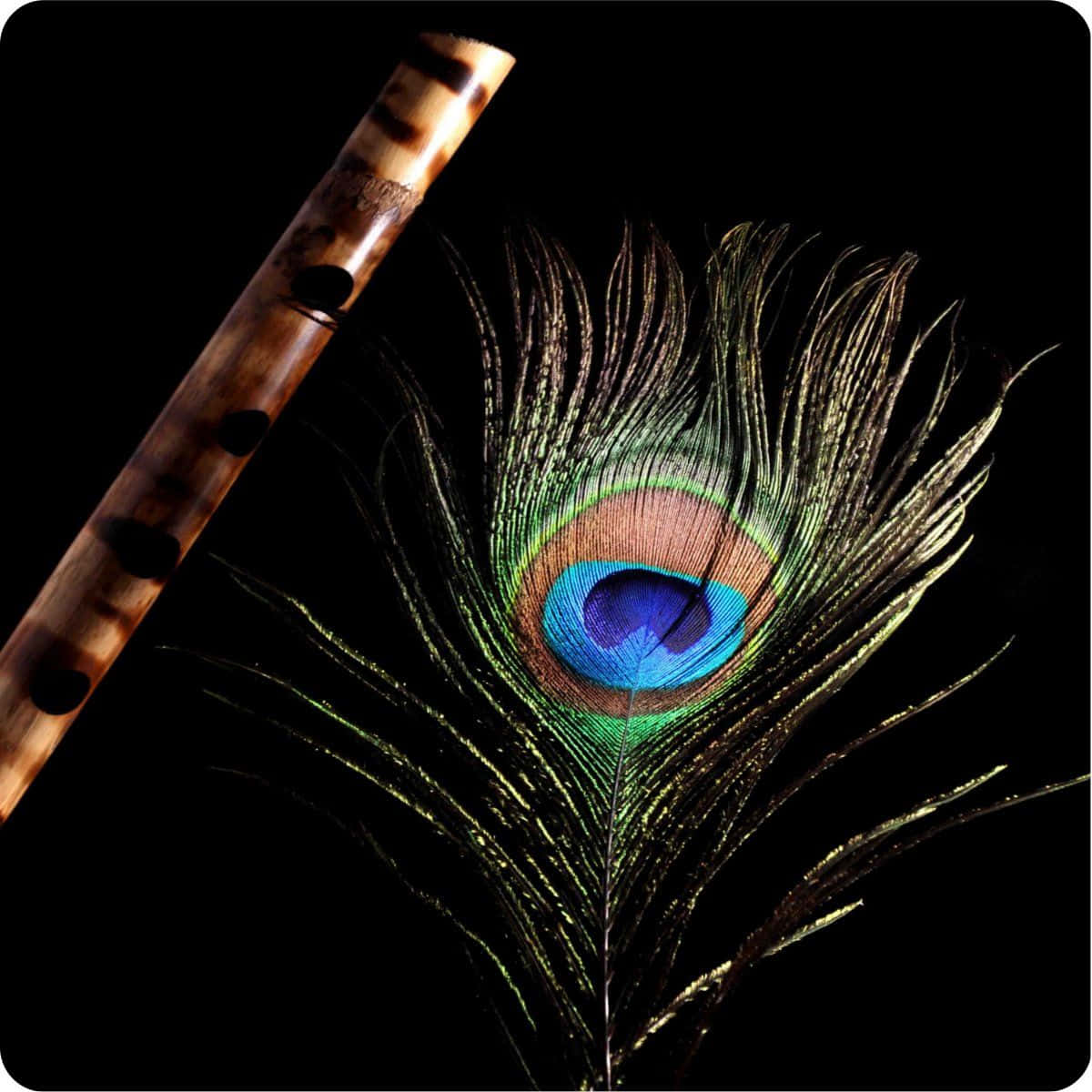 Peacock Feather 桌布 壁紙 — 一支木笛放在一根鮮豔的孔雀羽毛旁邊，背景是純黑色。
