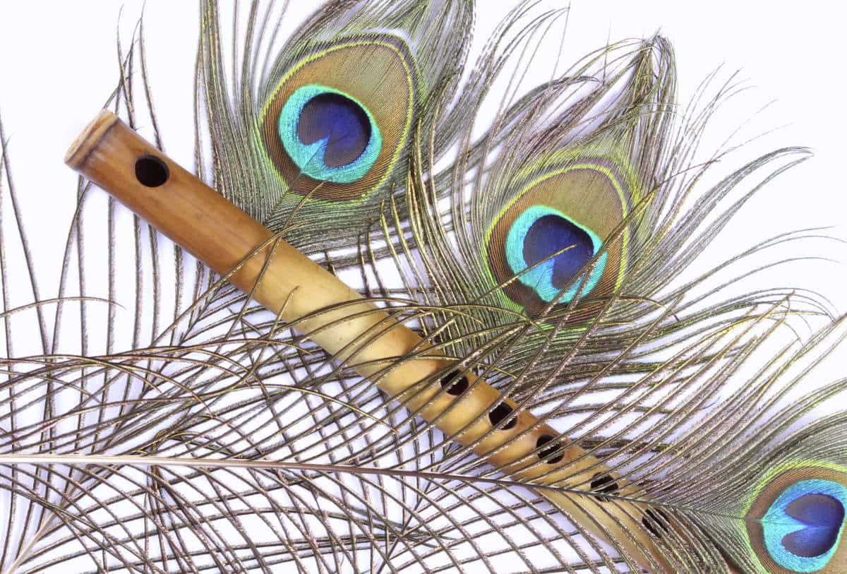 Peacock Feather 桌布 壁紙 — 一支木笛放在閃爍虹彩的孔雀羽毛上，背景是純白色。