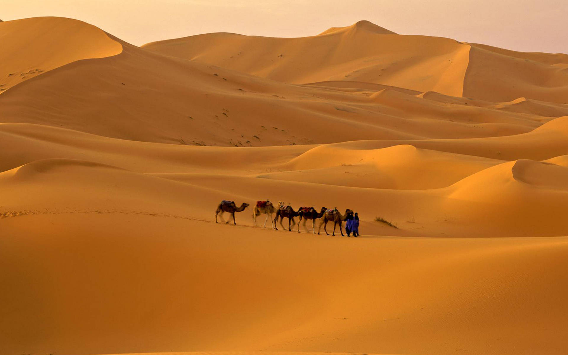 Sahara 桌布 壁紙 — 一支駱駝和騎手的商隊在溫暖的日落天空下穿越金色的沙漠沙丘。