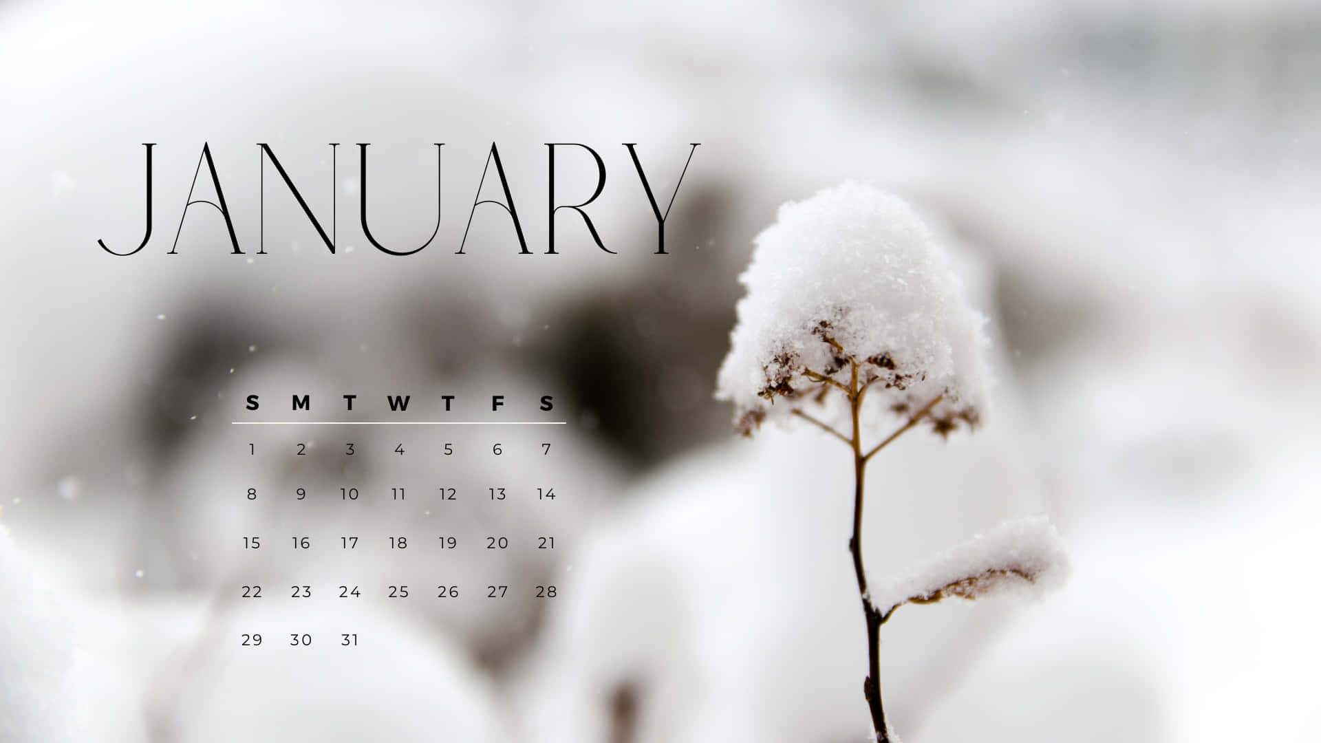 Hello January 桌布 壁紙 — 一月日曆疊加在白雪皚皚的冬季場景上，背景中有一株結霜的植物，呈現柔焦效果。