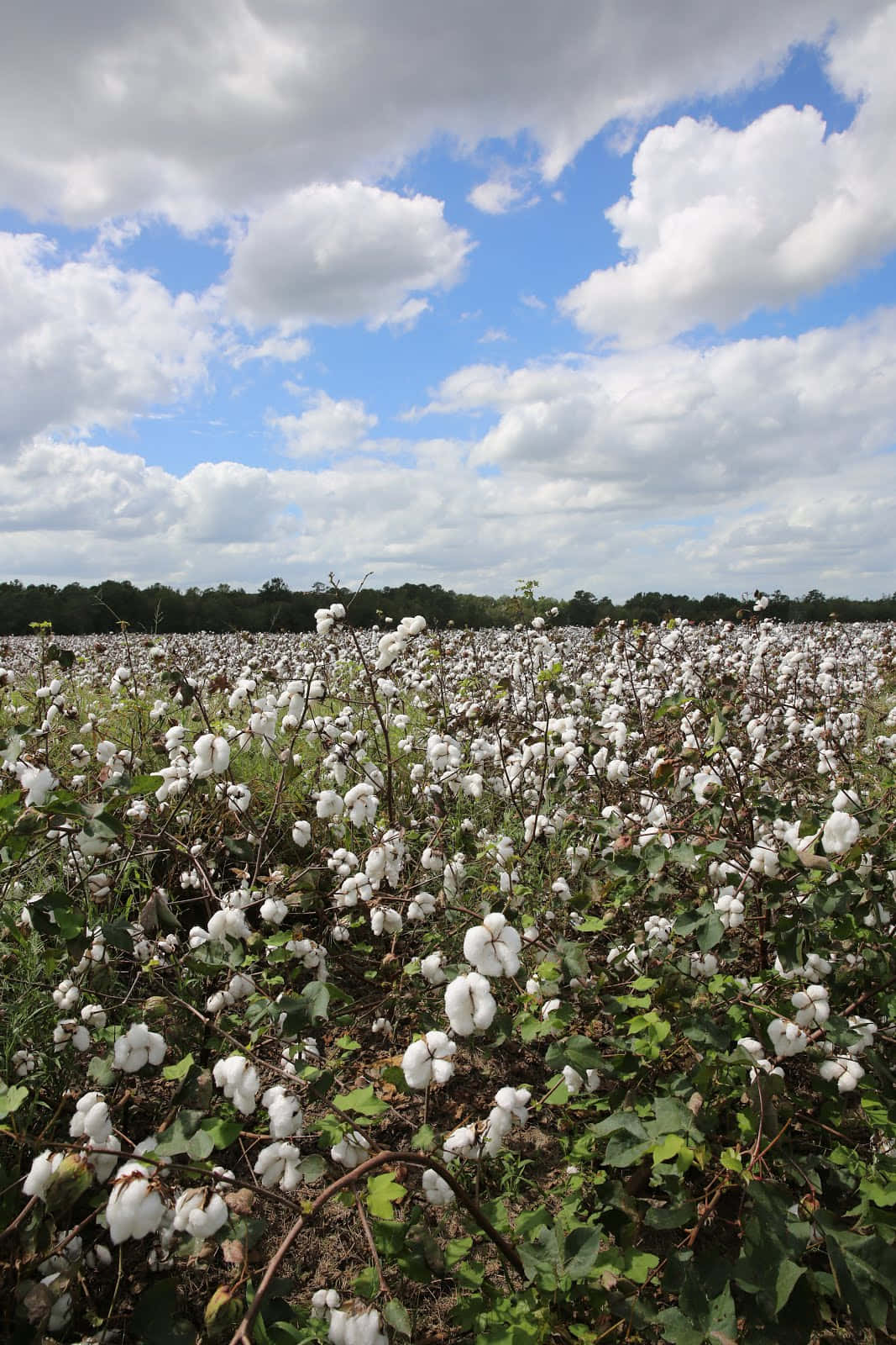 Cotton Field 桌布 壁紙 — 一望無際的白色棉鈴在點綴著蓬鬆雲朵的明亮藍天下搖曳。