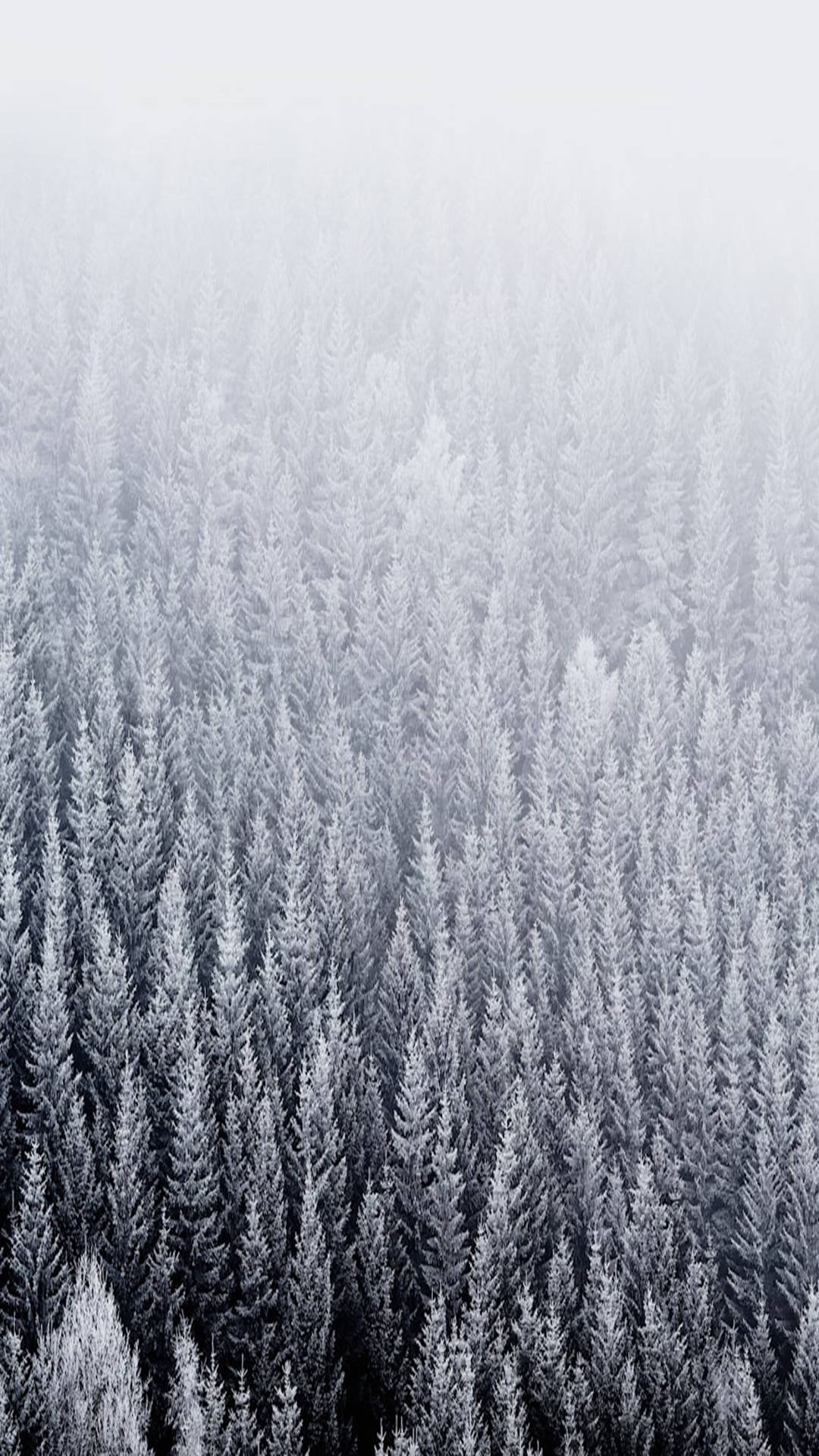 雪 桌布 壁紙 — 一望無際的雪松樹在霧氣中逐漸消失的鳥瞰圖。