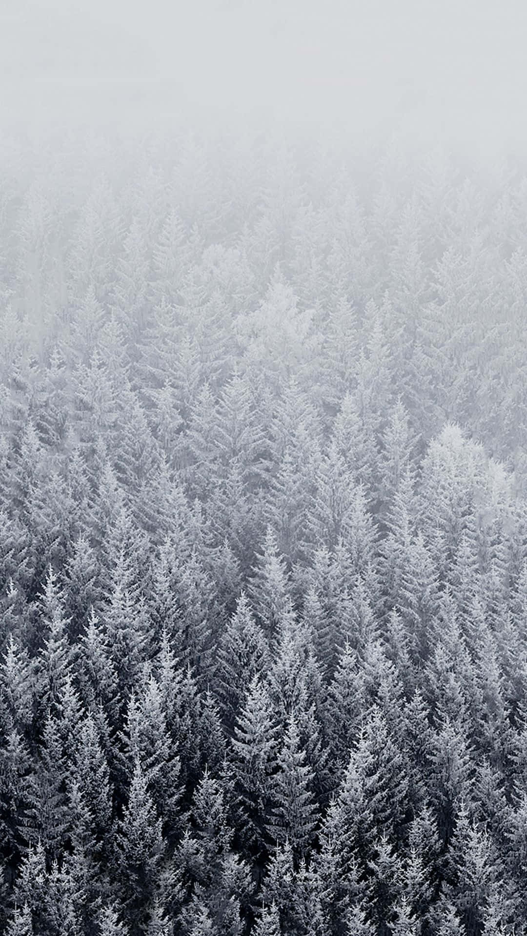 桌布 壁紙 — 一望無際的雪松樹在霧濛濛的灰色天空中逐漸消失的鳥瞰圖。