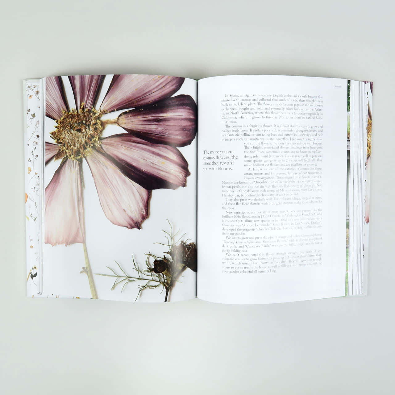 一本帶有花朵與葉片的書 壁紙