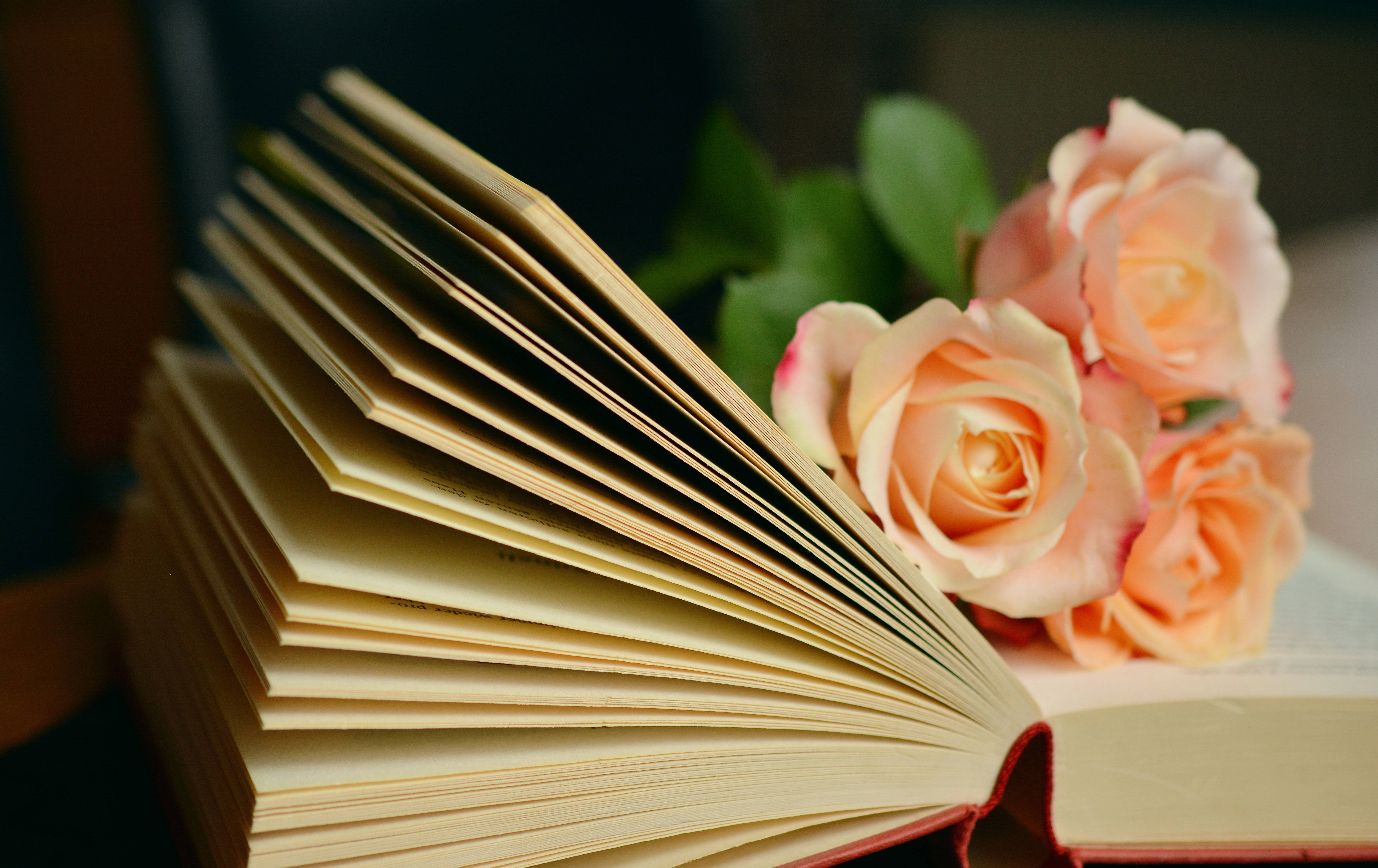 Reading 桌布 壁紙 — 一本打開的書，帶有奶油色的頁面，旁邊放著柔軟的蜜桃玫瑰和綠葉，溫暖柔和焦點。