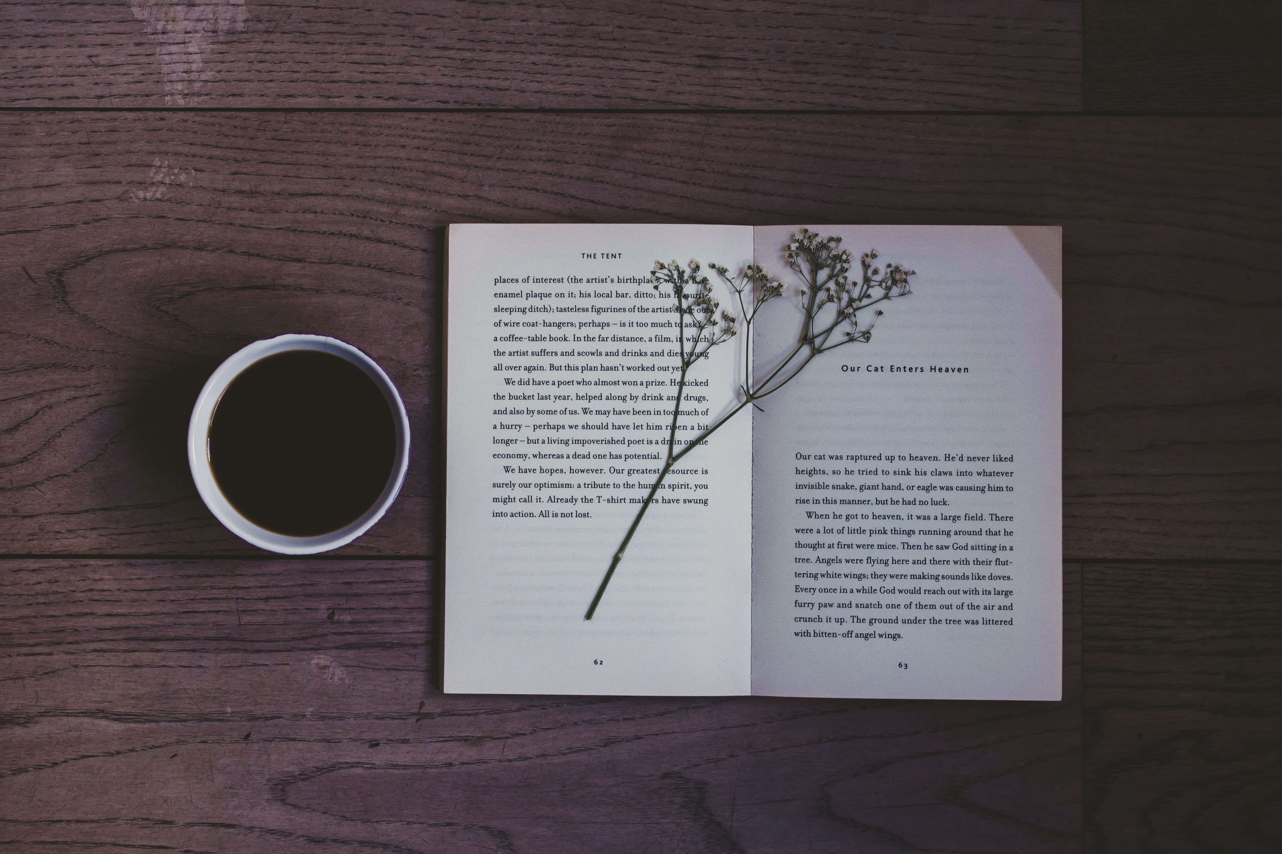 literature 桌布 壁紙 — 一本打開的書，旁邊放著一棵乾燥植物和一個白色馬克杯，在深色木桌上。