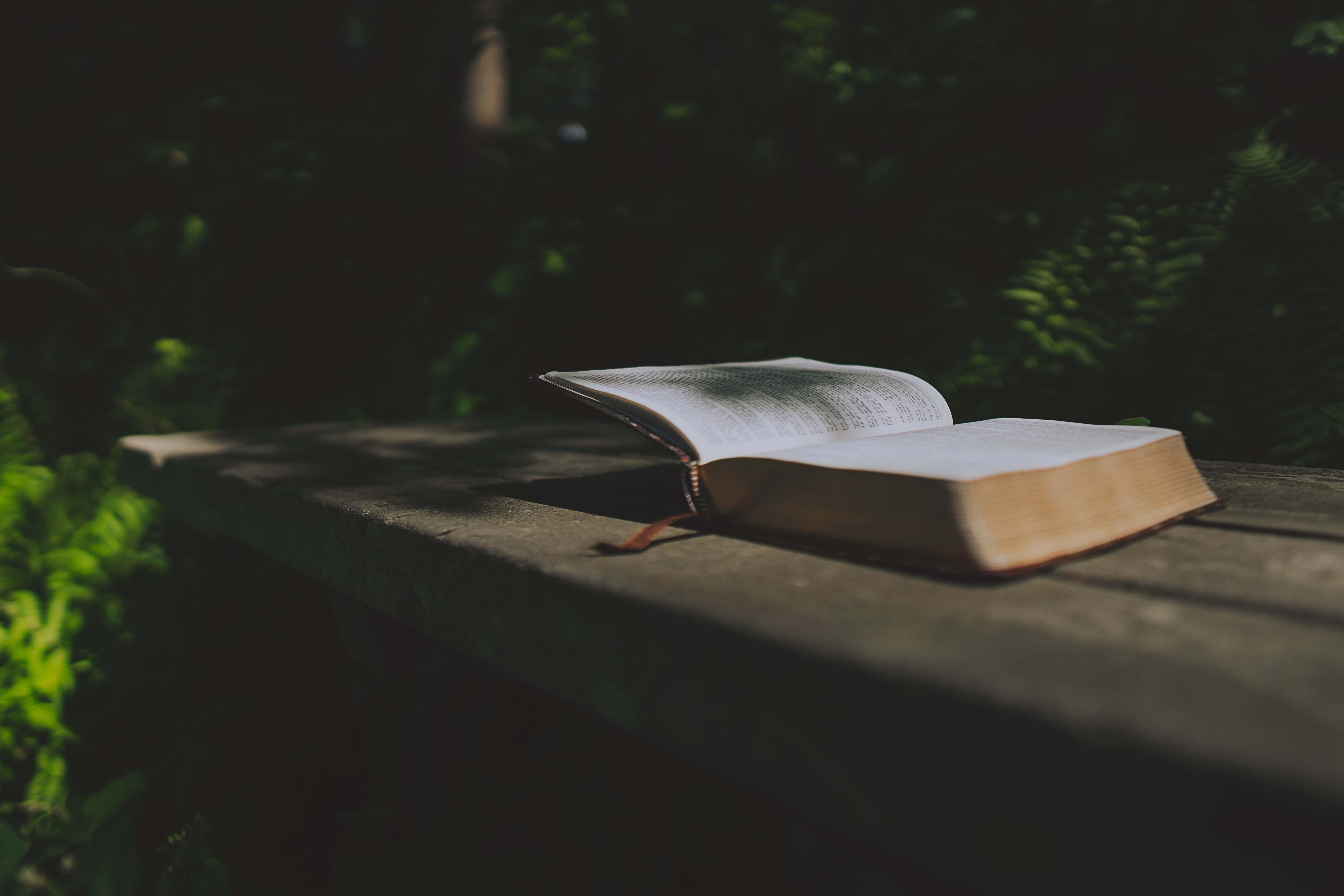 Gospel 桌布 壁紙 — 一本打開的書放在一張石凳上，石凳沐浴在斑駁的陽光中，背景是茂密的綠色樹葉。