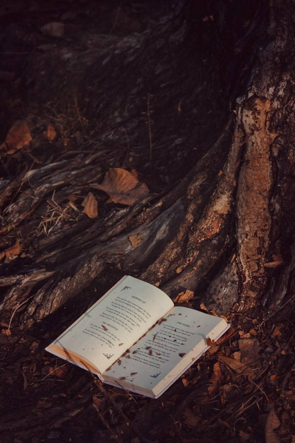 Leaves 桌布 壁紙 — 一本打開的書放在昏暗森林中一棵多節樹幹底部的落葉之間。