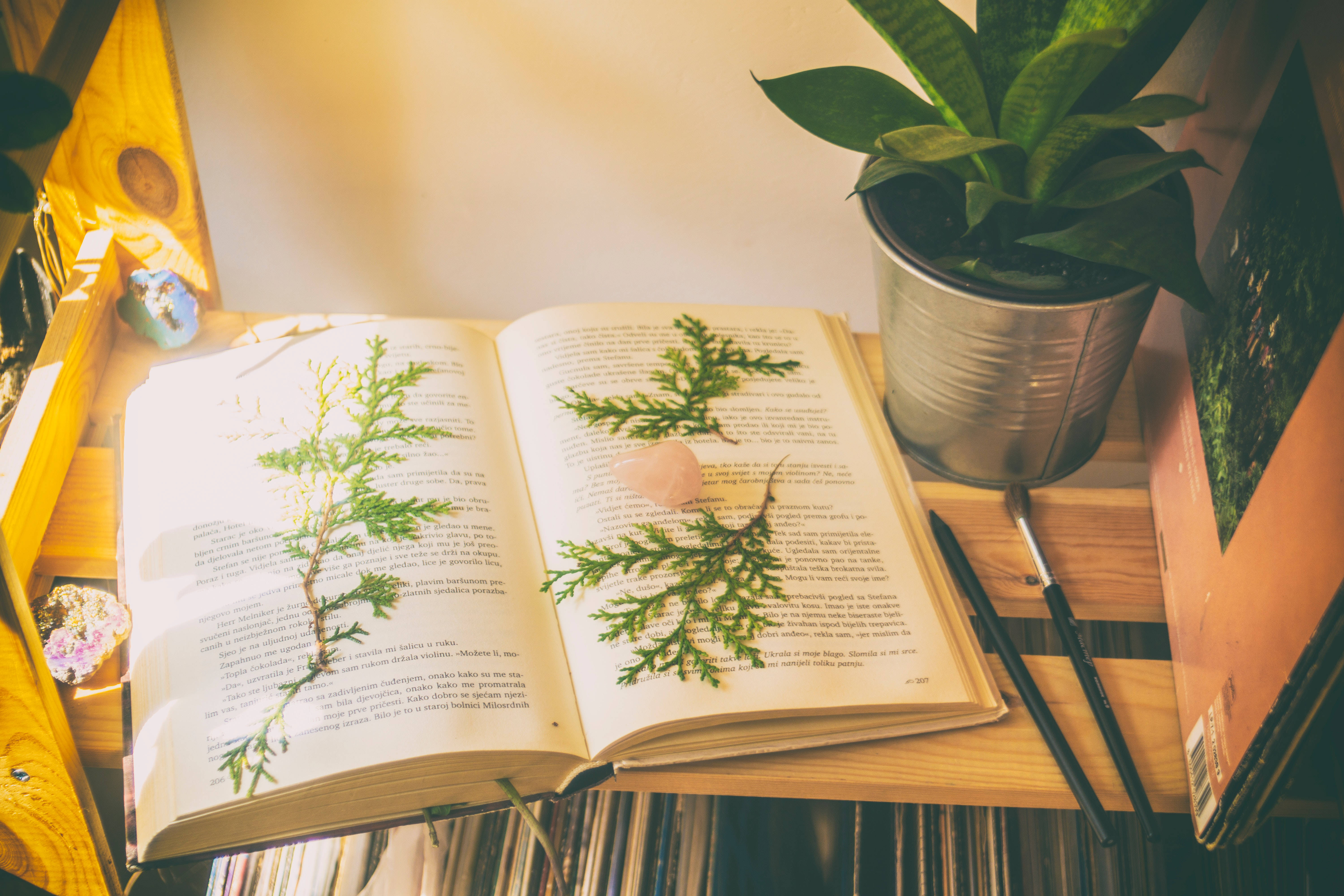 Plant 桌布 壁紙 — 一本打開的書放在木桌上，旁邊有壓製的綠色植物和盆栽植物，沐浴在溫暖的陽光中。
