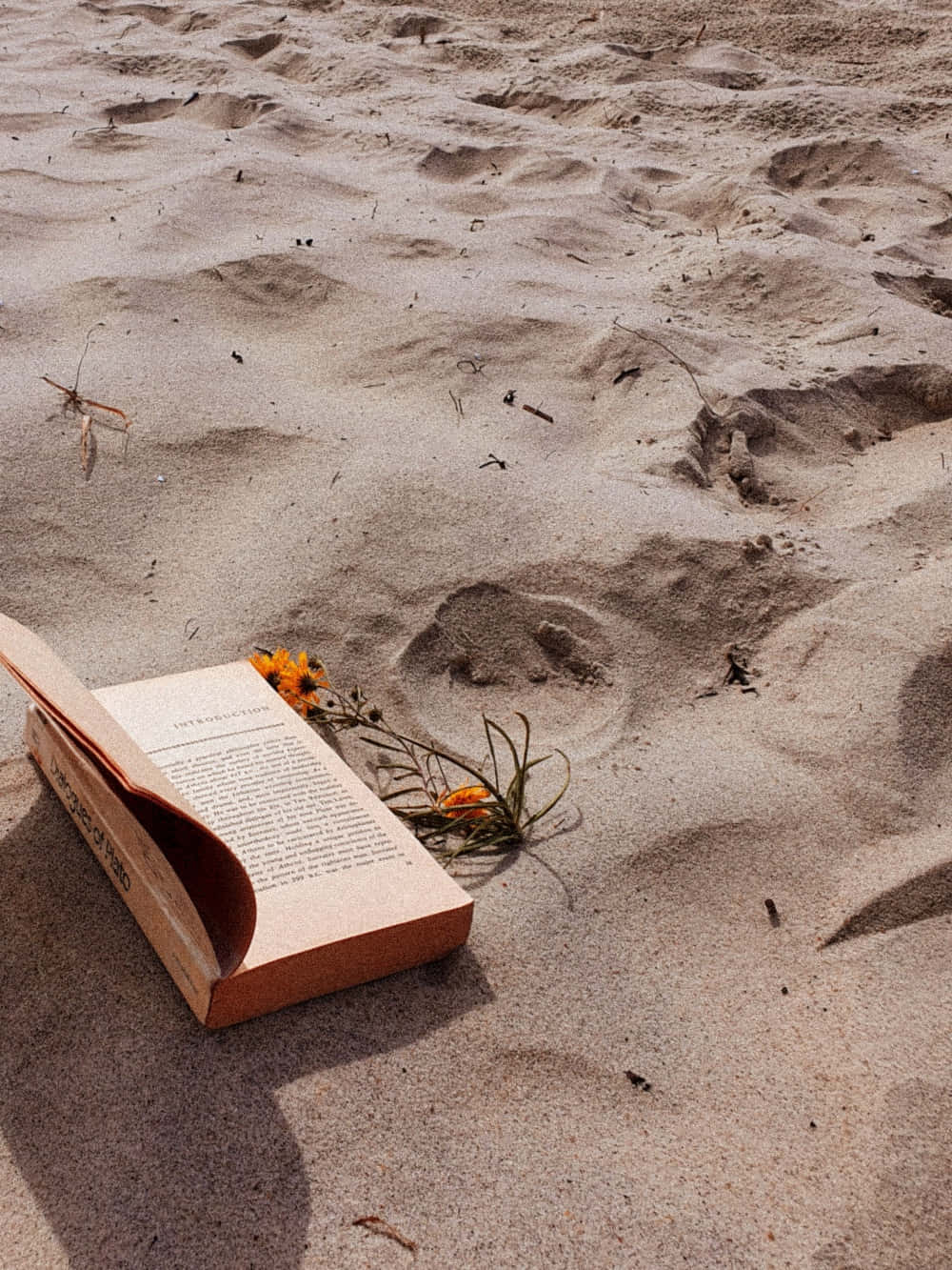 sand 桌布 壁紙 — 一本打開的書放在陽光普照的沙灘上，旁邊有一朵小橙花和散落的腳印。