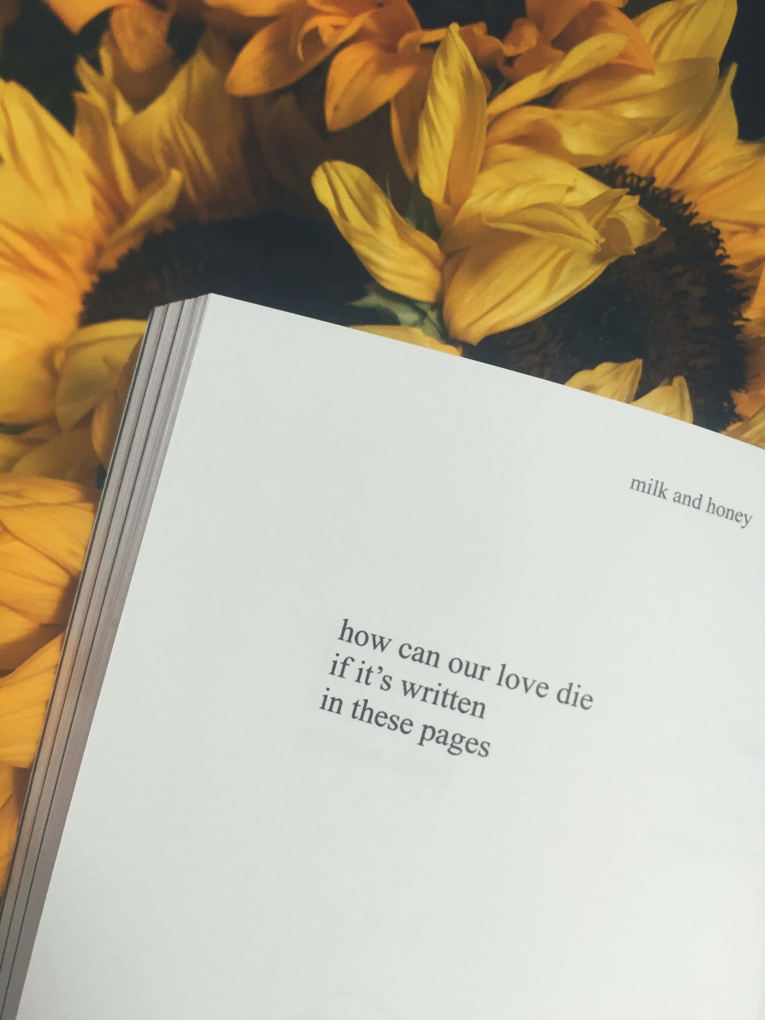 poetry 桌布 壁紙 — 一本白色詩集《milk and honey》放在鮮黃色、中心深色的向日葵上。