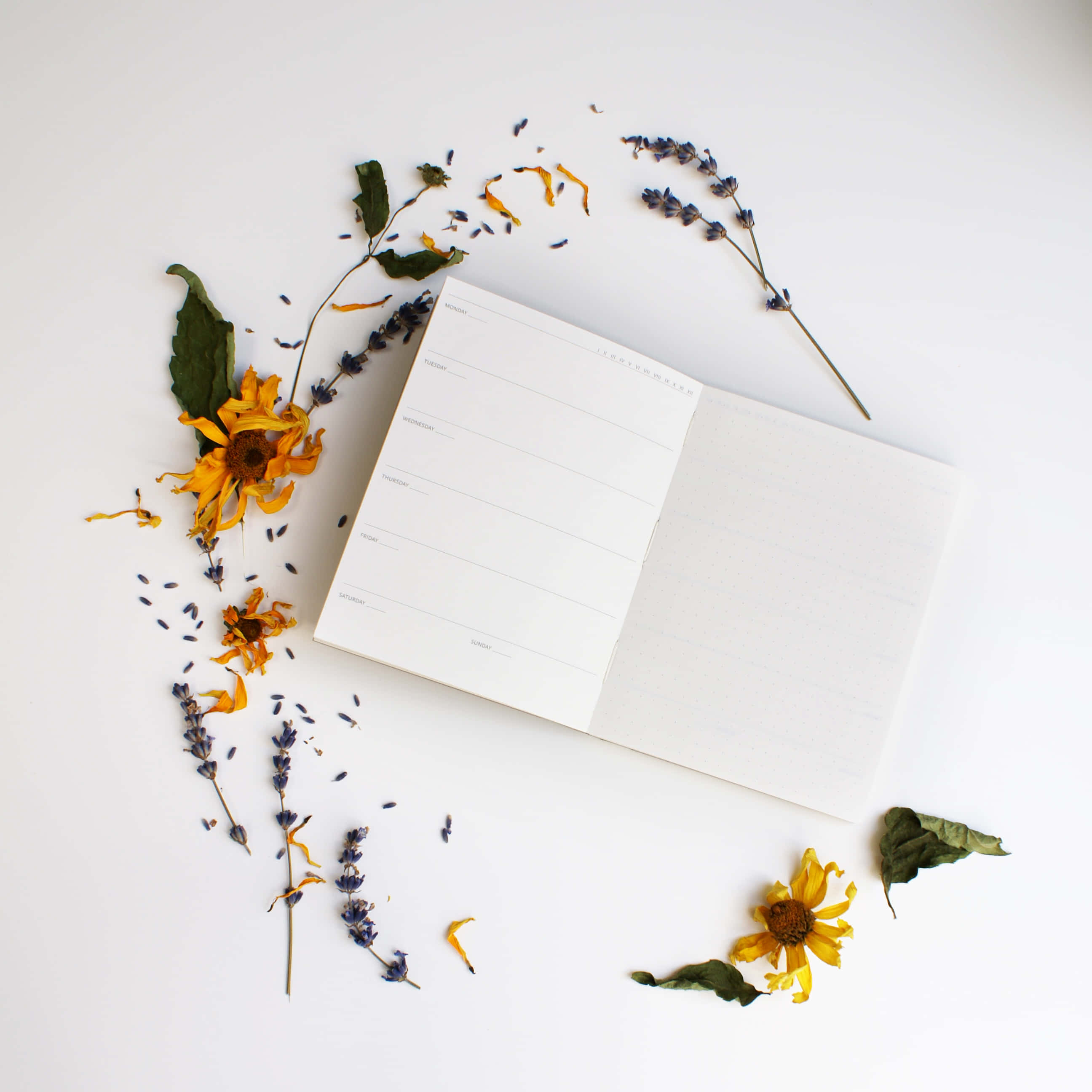 Diary 桌布 壁紙 — 一本簡約白色筆記本打開著，周圍放有乾燥向日葵和薰衣草枝，置於明亮的白色表面上。