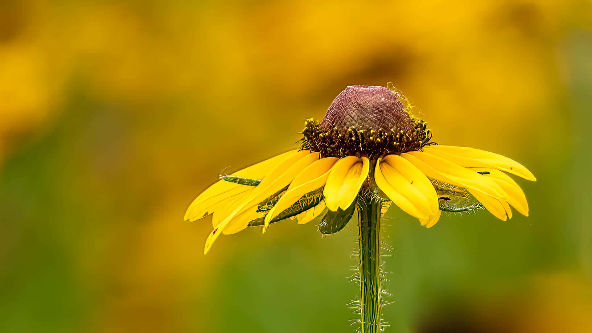 Yellow Coneflower 桌布 壁紙 — 一朵下垂的黃色金光菊，帶有深棕色花心，在柔和的模糊金黃色和綠色背景中高高聳立。