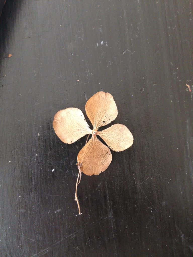 Four Leaf Clover 桌布 壁紙 — 一朵乾燥的繡球花，有四片紙質花瓣，放在深色有刮痕的木質表面上。