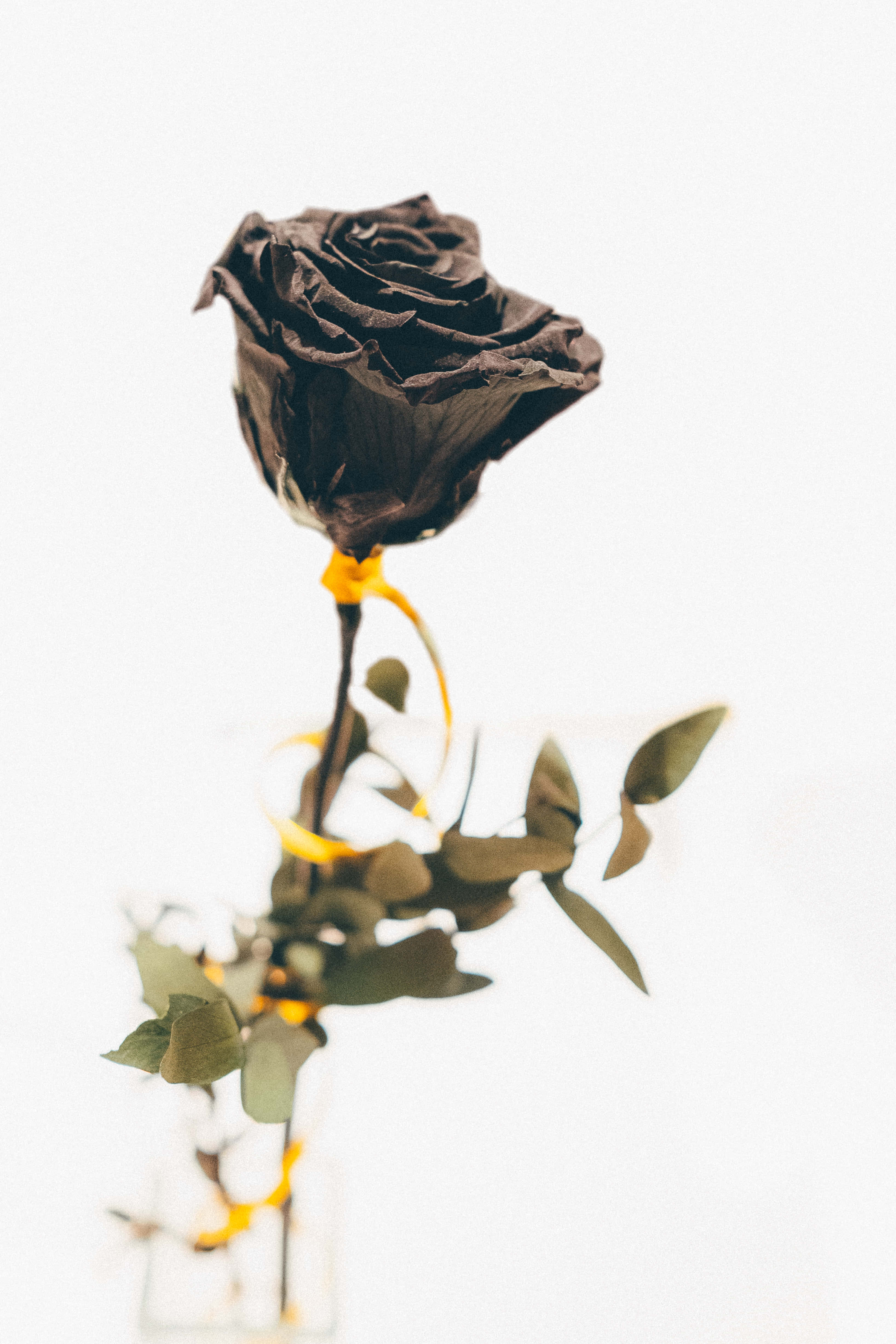 ribbon 桌布 壁紙 — 一朵乾燥的黑玫瑰，莖上繫著黃色絲帶，立在純白背景前。