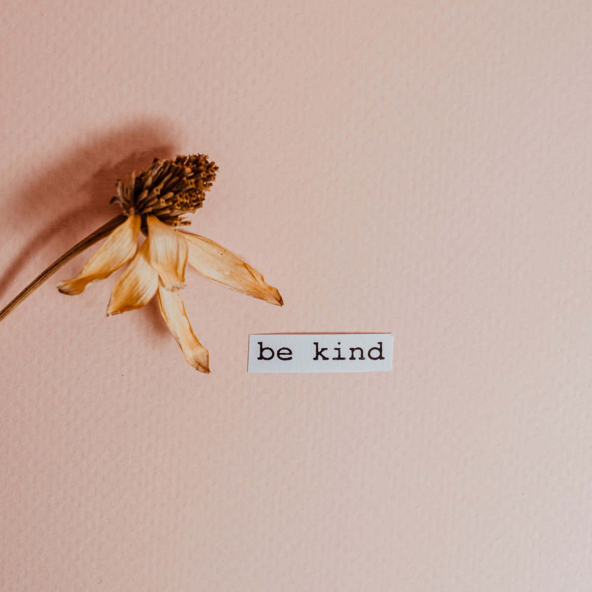 Be Kind 桌布 壁紙 — 一朵乾花放在柔軟粉紅色紋理牆上的「be kind」貼紙旁邊。