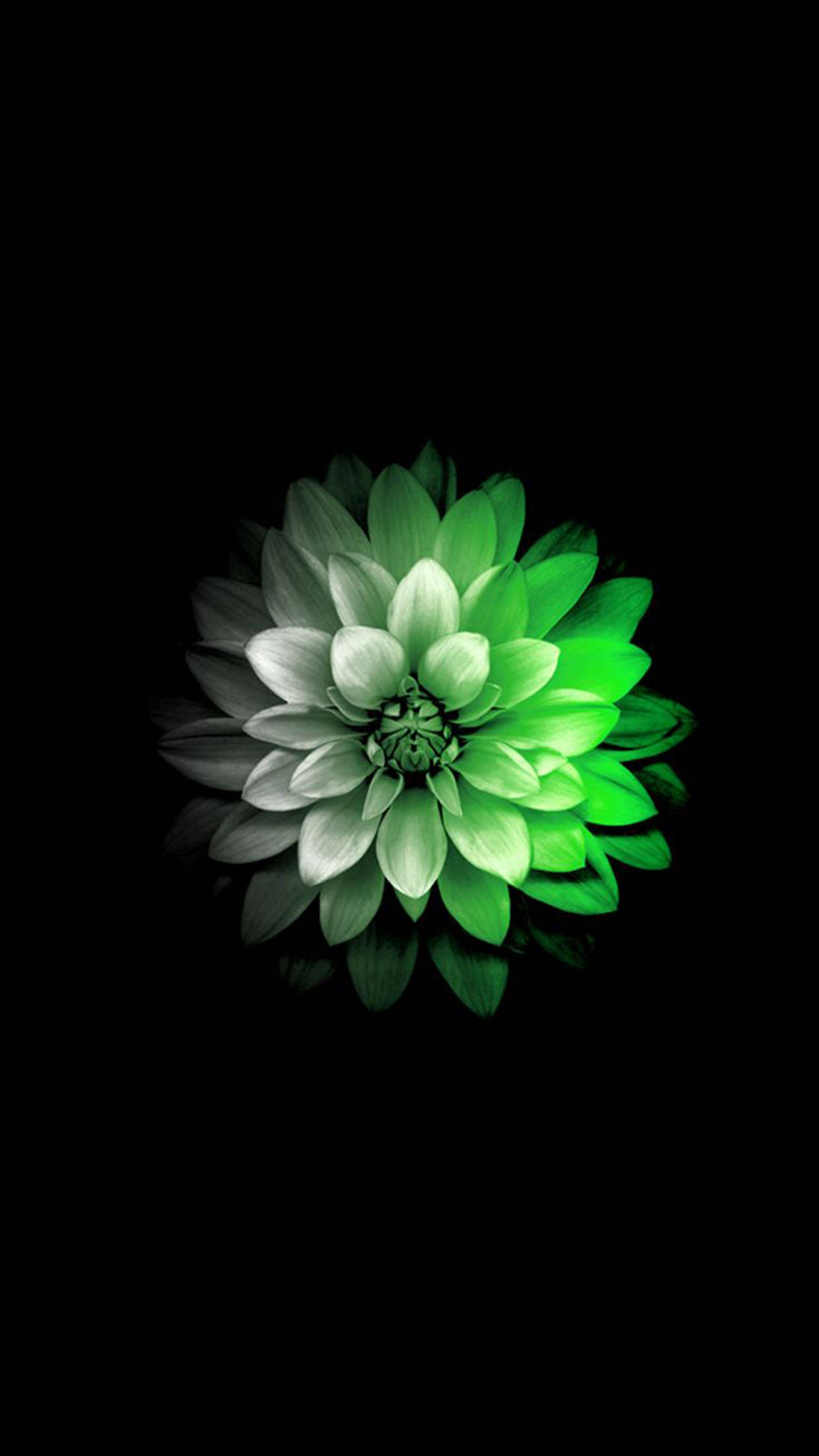 花朵蘋果 桌布 壁紙 — 一朵亮麗的綠色大麗花在純黑背景上發光，下方帶有微妙的倒影。
