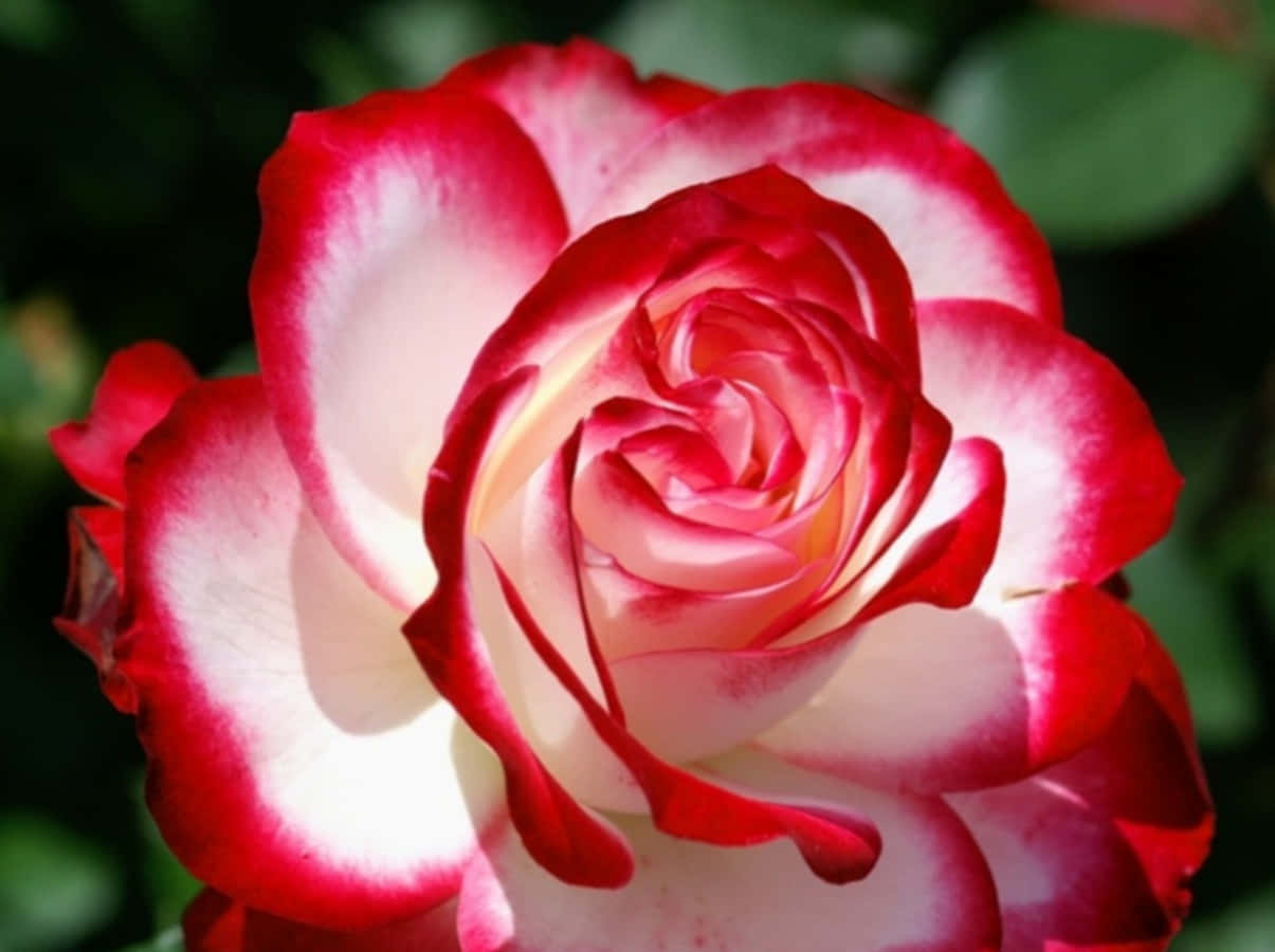 Beautiful Rose 桌布 壁紙 — 一朵令人驚嘆的紅白玫瑰特寫，細膩的花瓣在柔和的綠色模糊背景下展開。