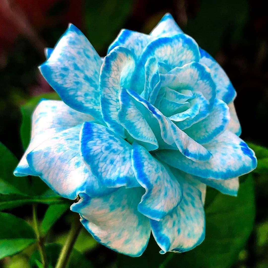 Rose Flower 桌布 壁紙 — 一朵令人驚嘆的藍白玫瑰，帶有複雜的花瓣圖案，在柔和的綠色背景下綻放。