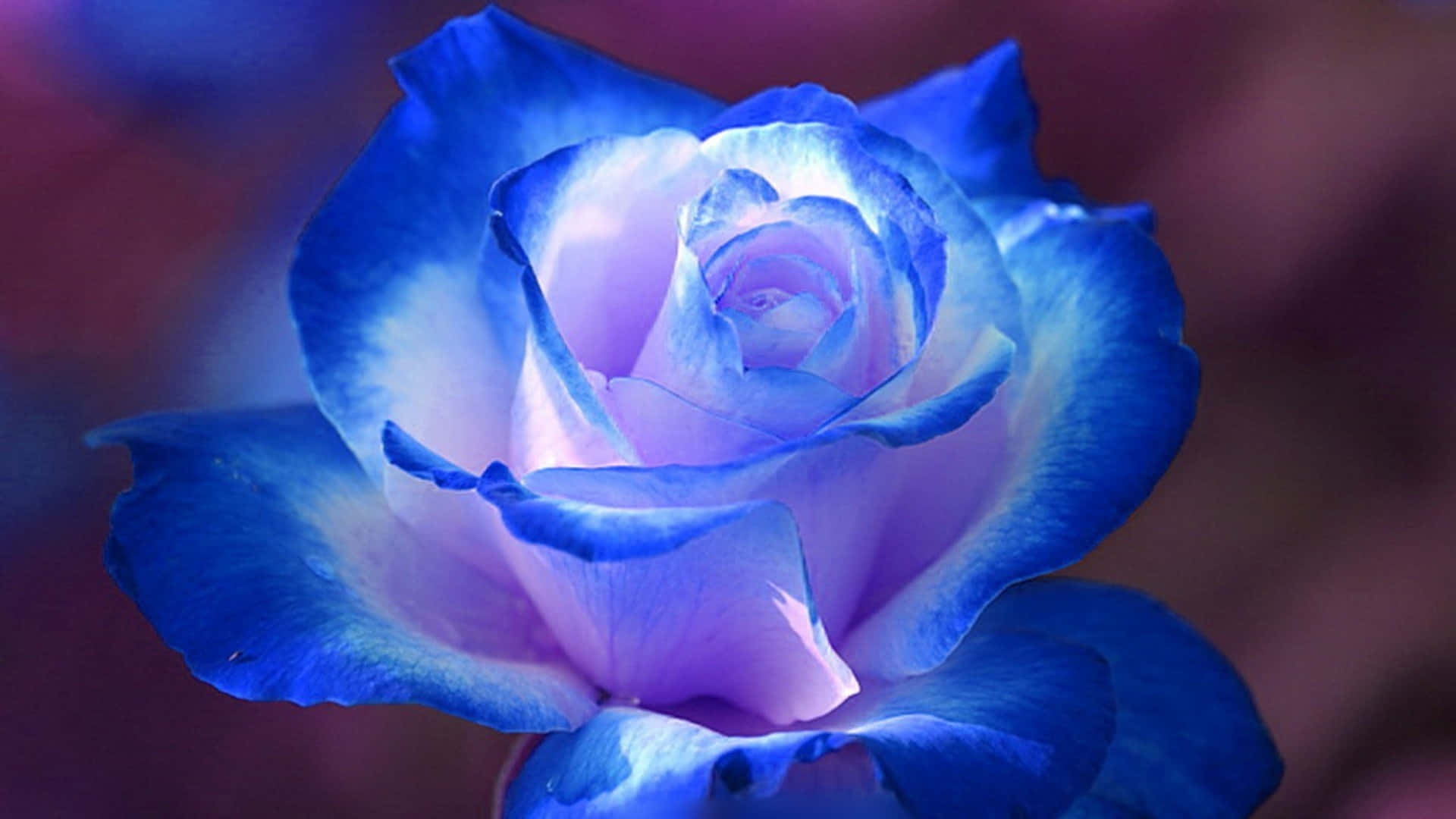 Beautiful Rose 桌布 壁紙 — 一朵令人驚嘆的藍色和紫色玫瑰的特寫，花瓣柔和發光，背景是模糊的深色。