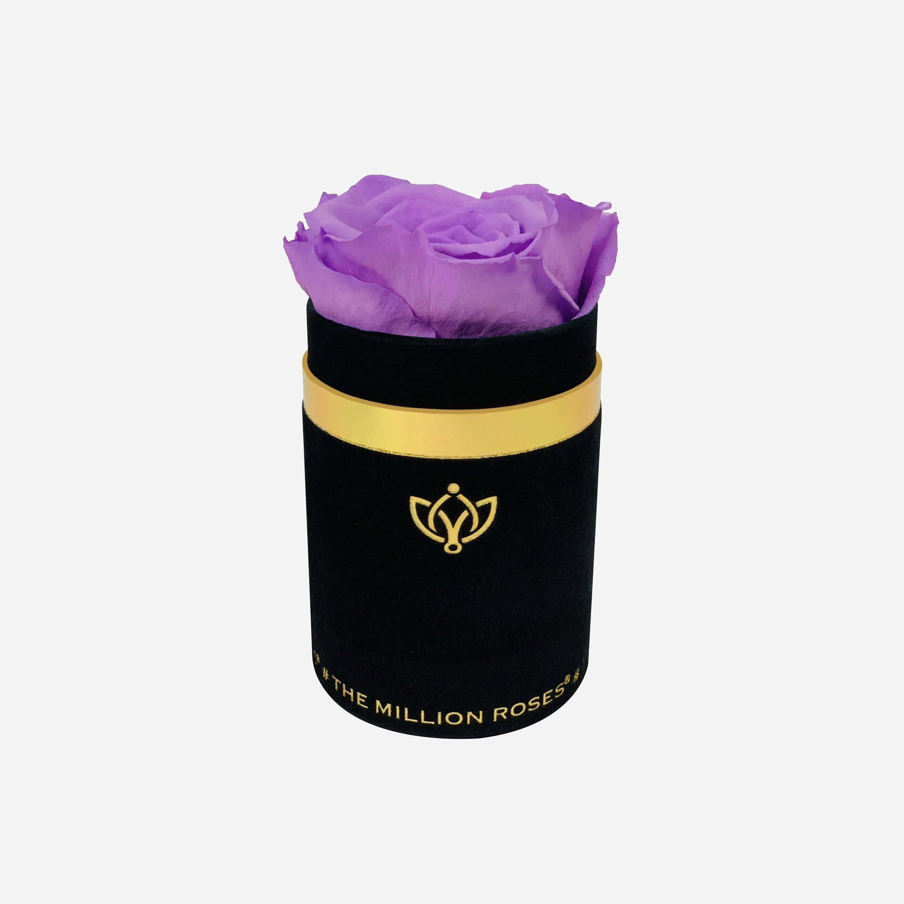 Single Rose 桌布 壁紙 — 一朵保存完好的紫色玫瑰從一個飾有金色飾邊和標誌的黑色天鵝絨圓筒中冒出。