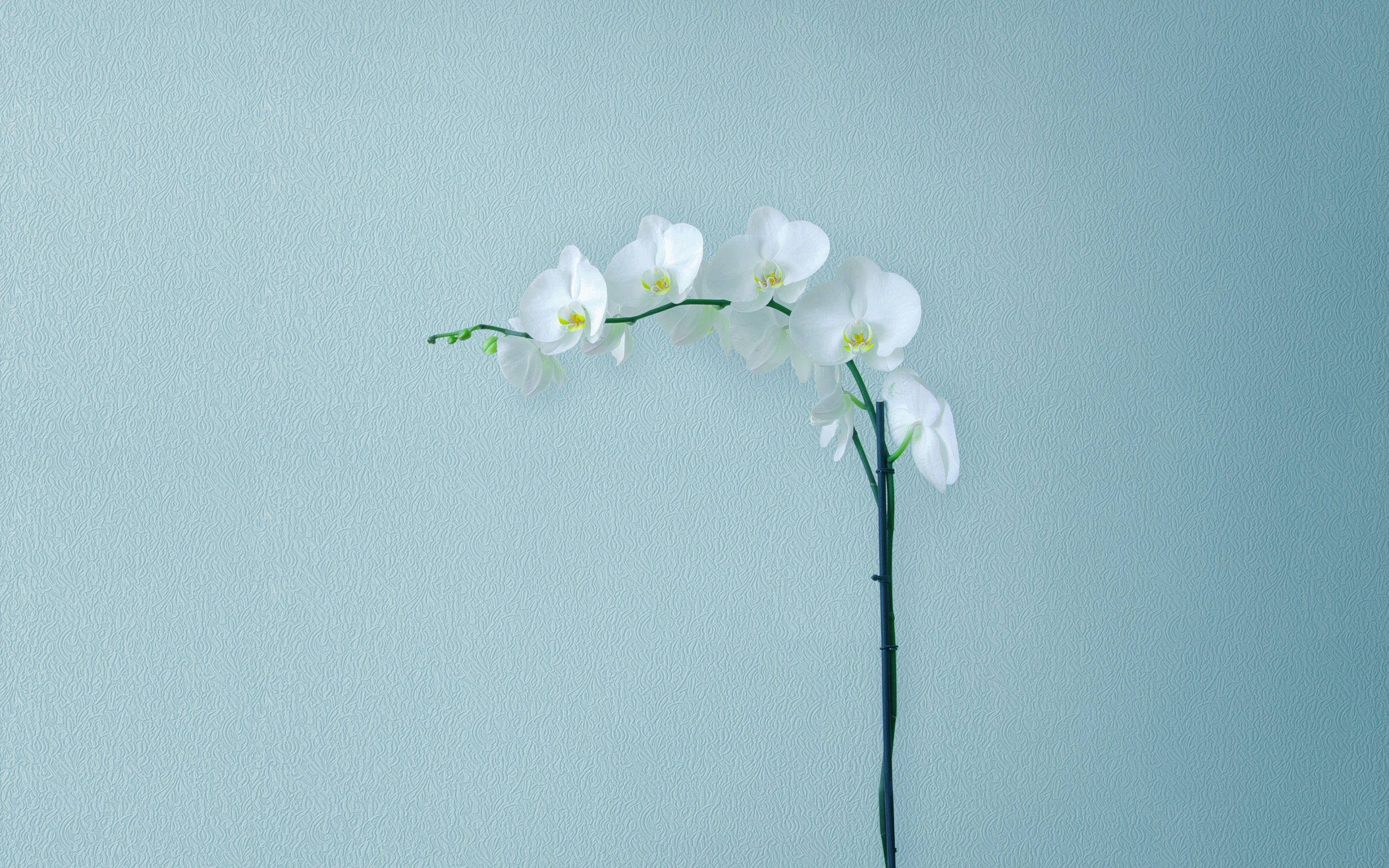 Minimalist Flower Computer 桌布 壁紙 — 一朵優雅的白蘭花在柔軟有紋理的青綠色牆壁上優雅地綻放。