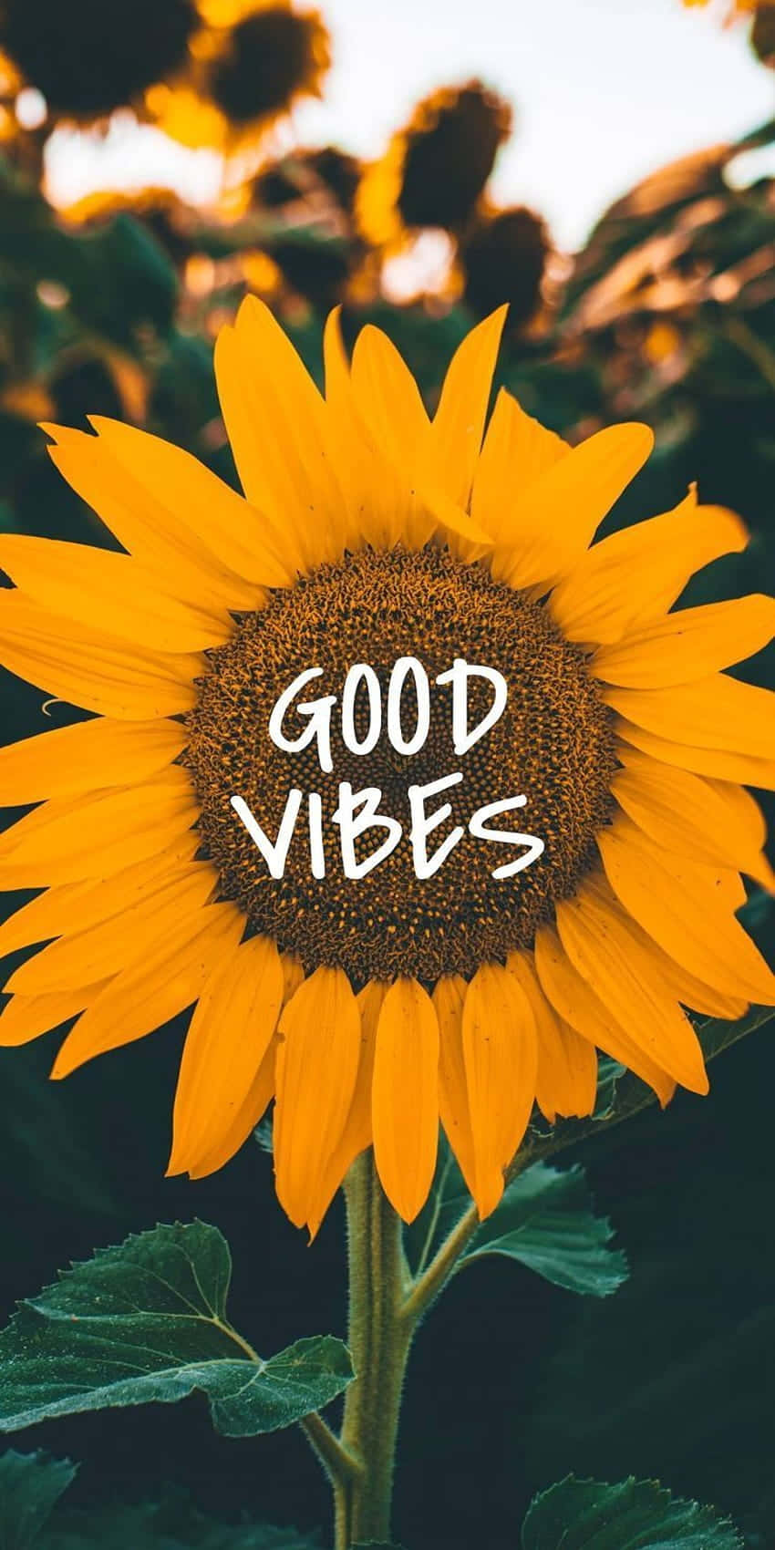 Sunflower Aesthetic iPhone 桌布 壁紙 — 一朵充滿活力的向日葵，帶有「GOOD VIBES」文字，在綠色葉片和金色光線的柔和模糊背景下明亮綻放。