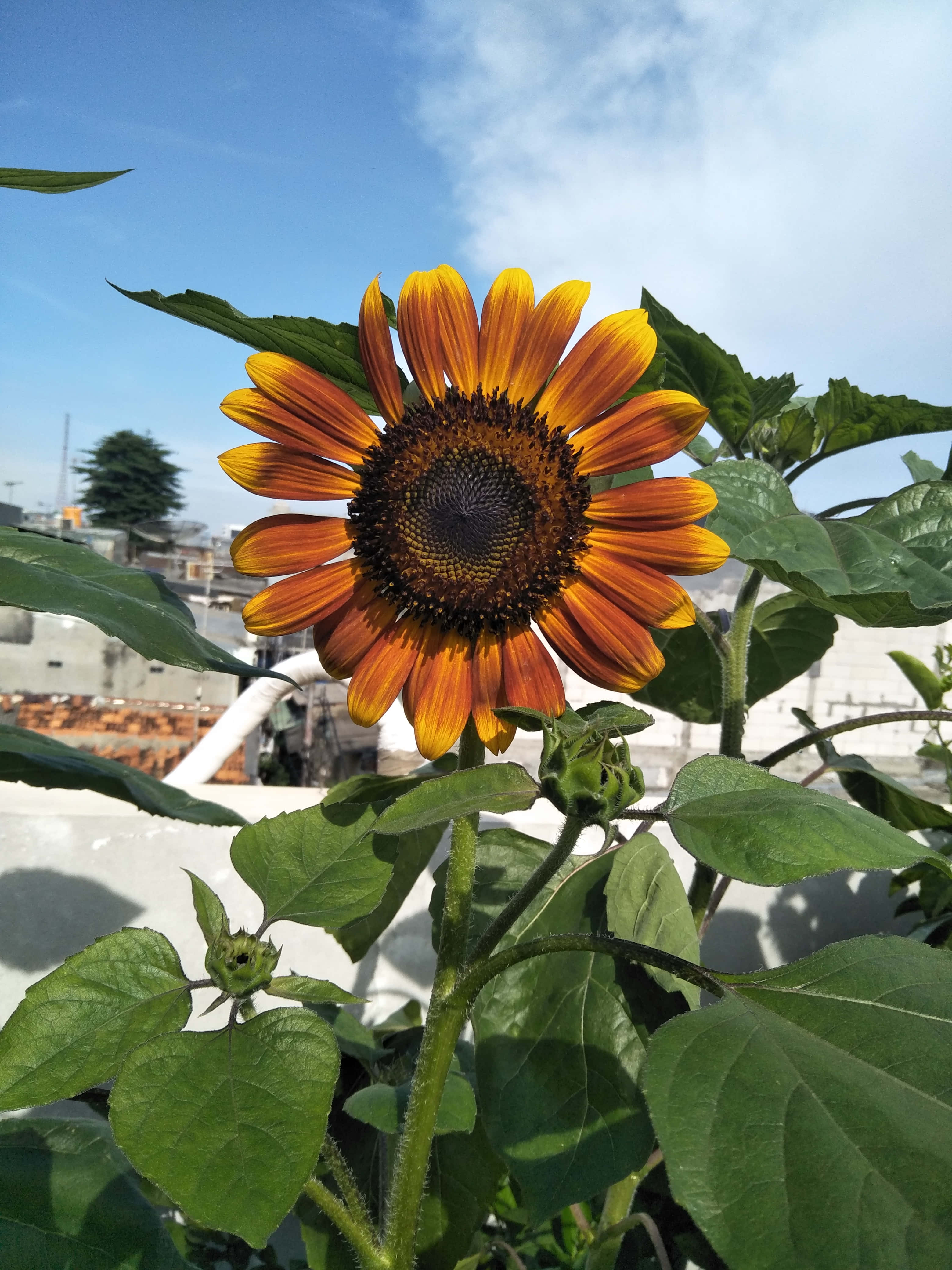 花朵美學動態圖 桌布 壁紙 — 一朵充滿活力的向日葵，帶有橙黃色花瓣和深色花心，在清澈的藍天下綻放，襯著綠葉和城市背景。