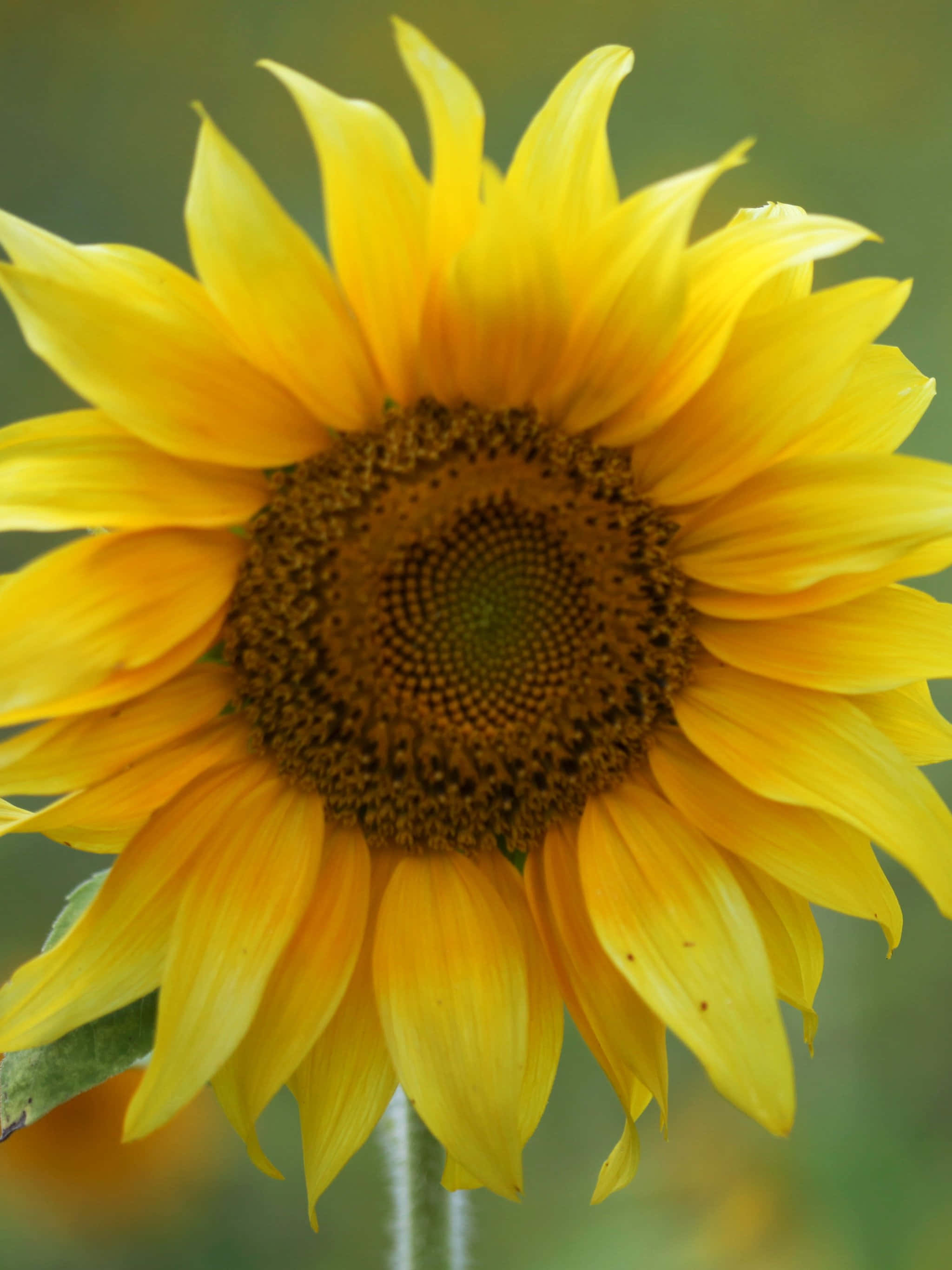 Sunflower Phone 桌布 壁紙 — 一朵充滿活力的向日葵，擁有鮮黃色的花瓣和詳細的棕色花心，在柔和的綠色模糊背景下綻放。