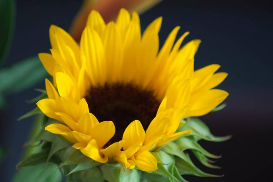 Sunflower Aesthetic 桌布 壁紙 — 一朵充滿活力的向日葵，擁有鮮黃色的花瓣和深色的花心，在柔和模糊的綠色和深色背景中綻放。