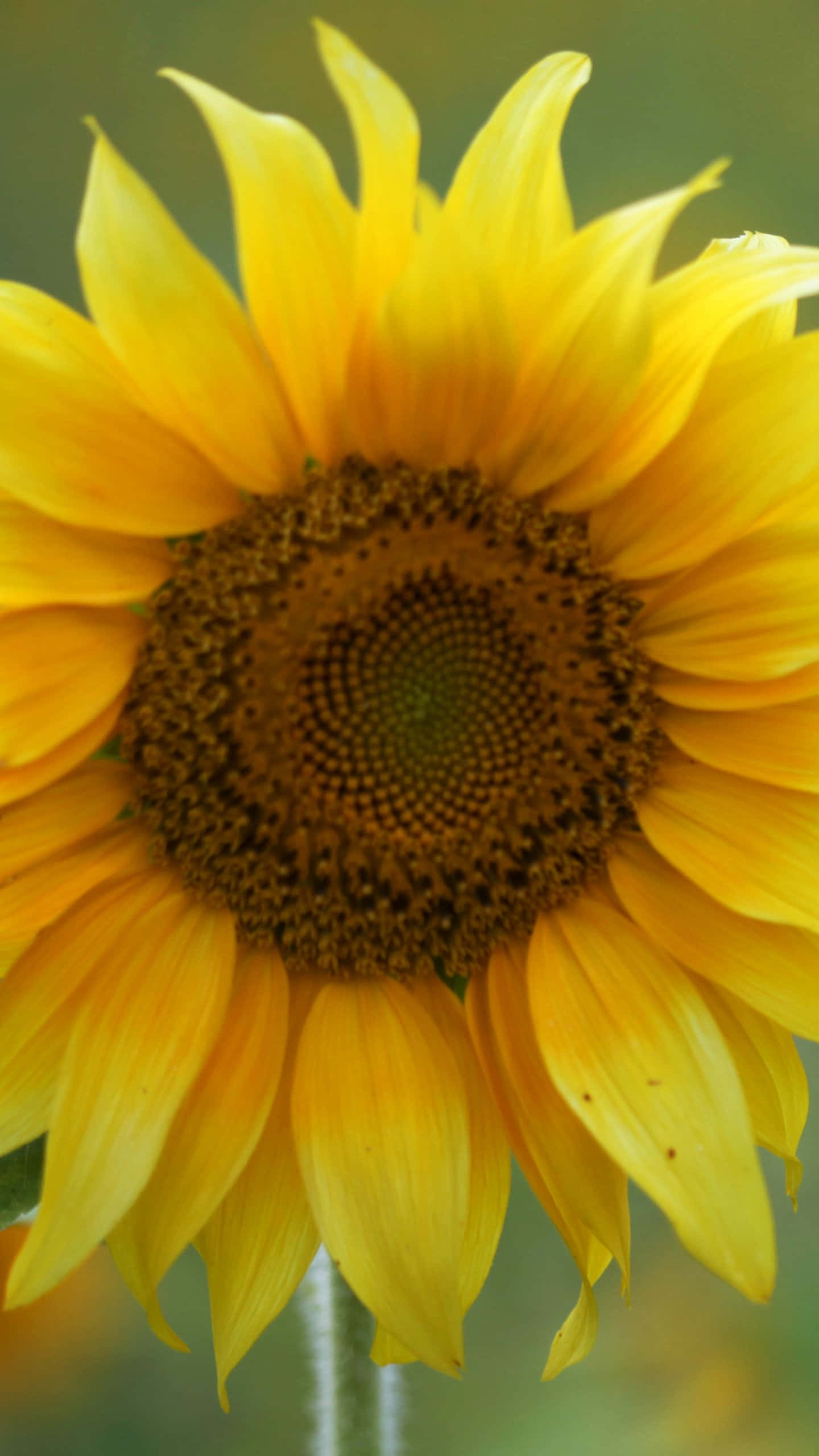 Android Daisies 桌布 壁紙 — 一朵充滿活力的向日葵，擁有鮮黃色的花瓣和詳細的棕色花心，在柔和的綠色模糊背景中綻放。