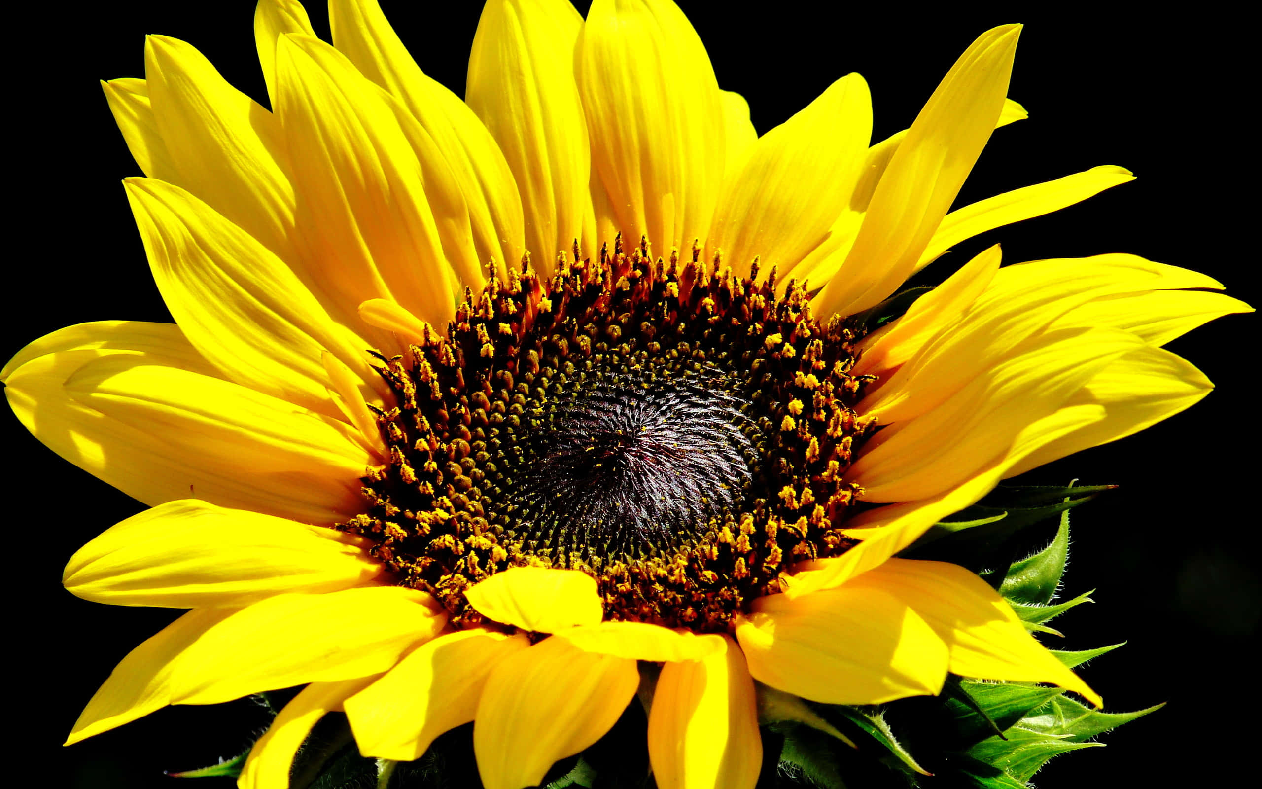 Sunflowers 桌布 壁紙 — 一朵充滿活力的向日葵，擁有鮮黃色的花瓣和深色的花心，在純黑背景上綻放。