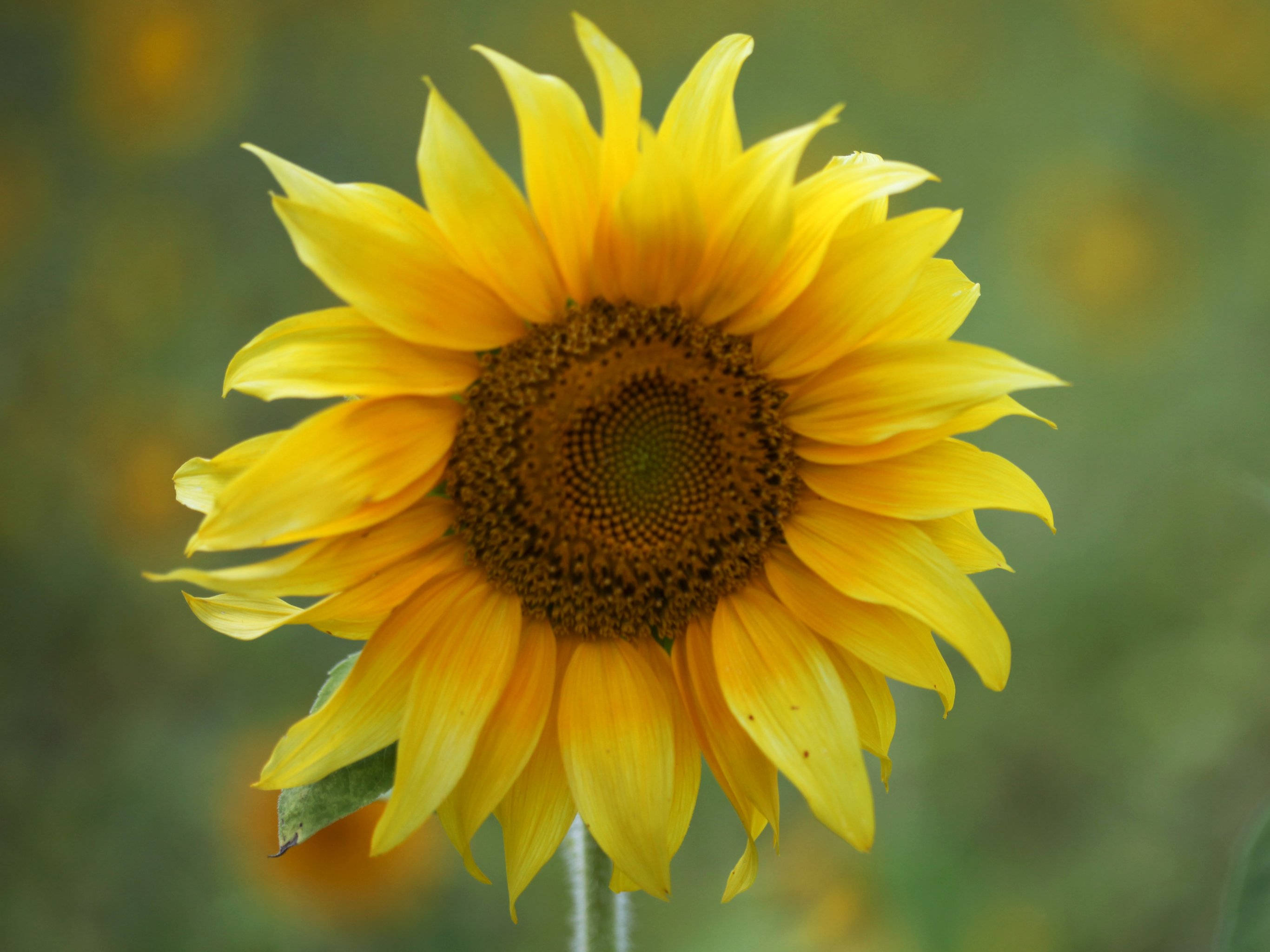 Sunflowers And Roses 桌布 壁紙 — 一朵充滿活力的向日葵，有著鮮黃色的花瓣和深棕色的花心，在柔和的綠色模糊背景中清晰對焦。