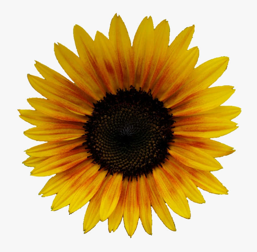 Sunflower Yellow Tumblr Aesthetic 桌布 壁紙 — 一朵充滿活力的向日葵，金色花瓣和深色中心，在純白背景上綻放。