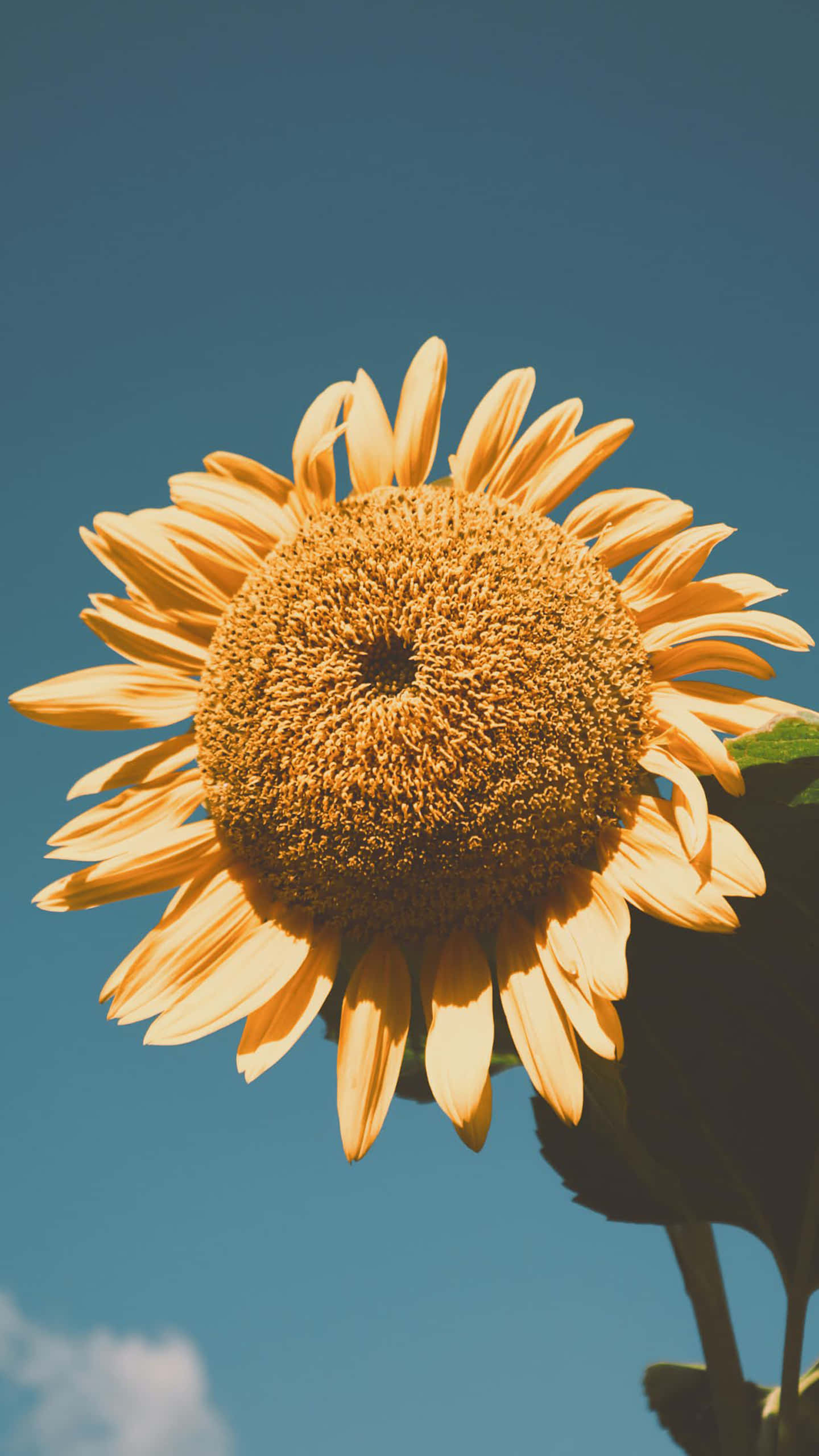 Sunflower Aesthetic iPhone 桌布 壁紙 — 一朵充滿活力的向日葵，金色花瓣和細緻的花心，在晴朗藍天和柔軟白雲的襯托下盛開。
