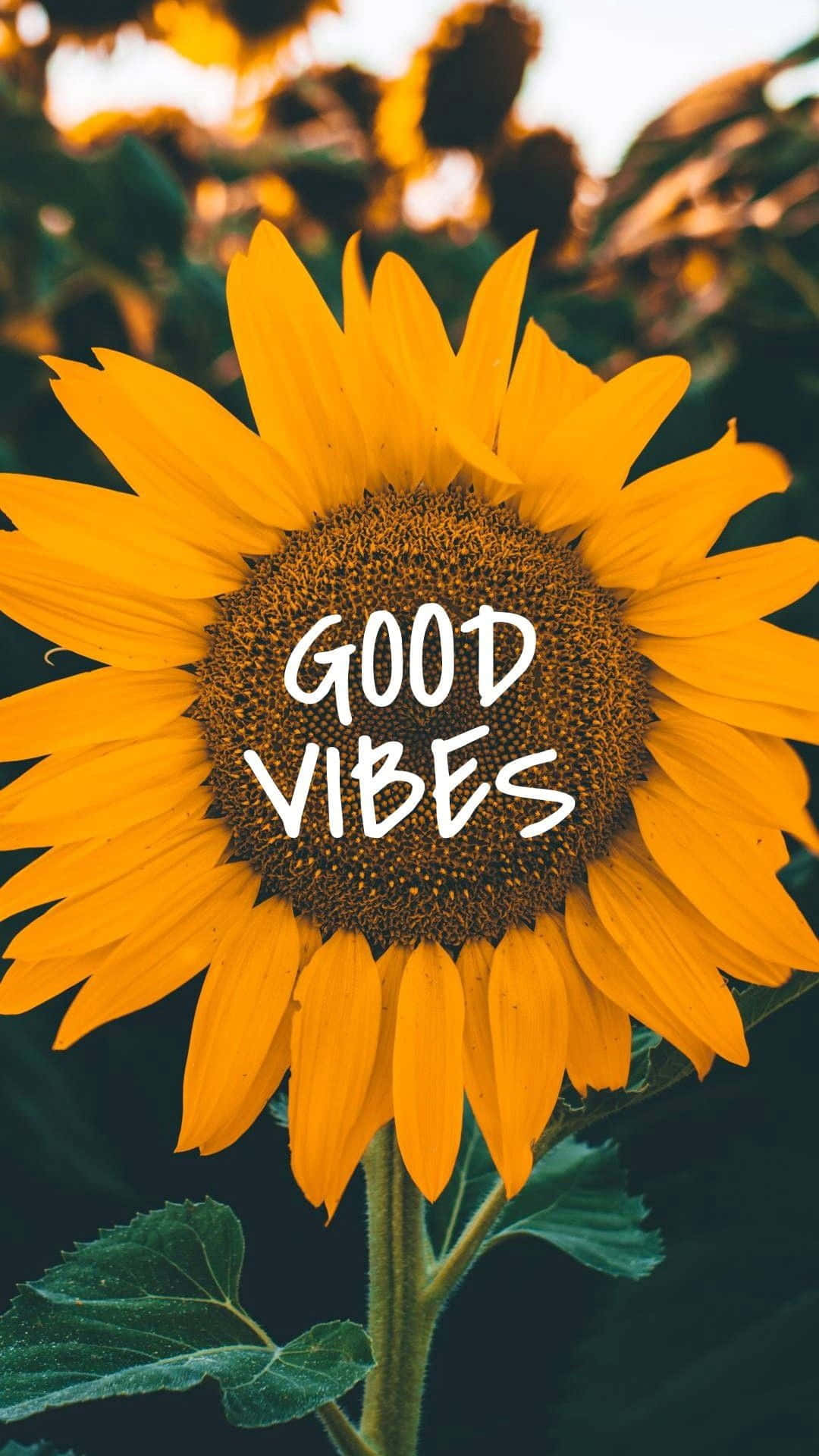 帶有 good vibes 文字疊加的向日葵 — 向日葵 GIF 壁紙