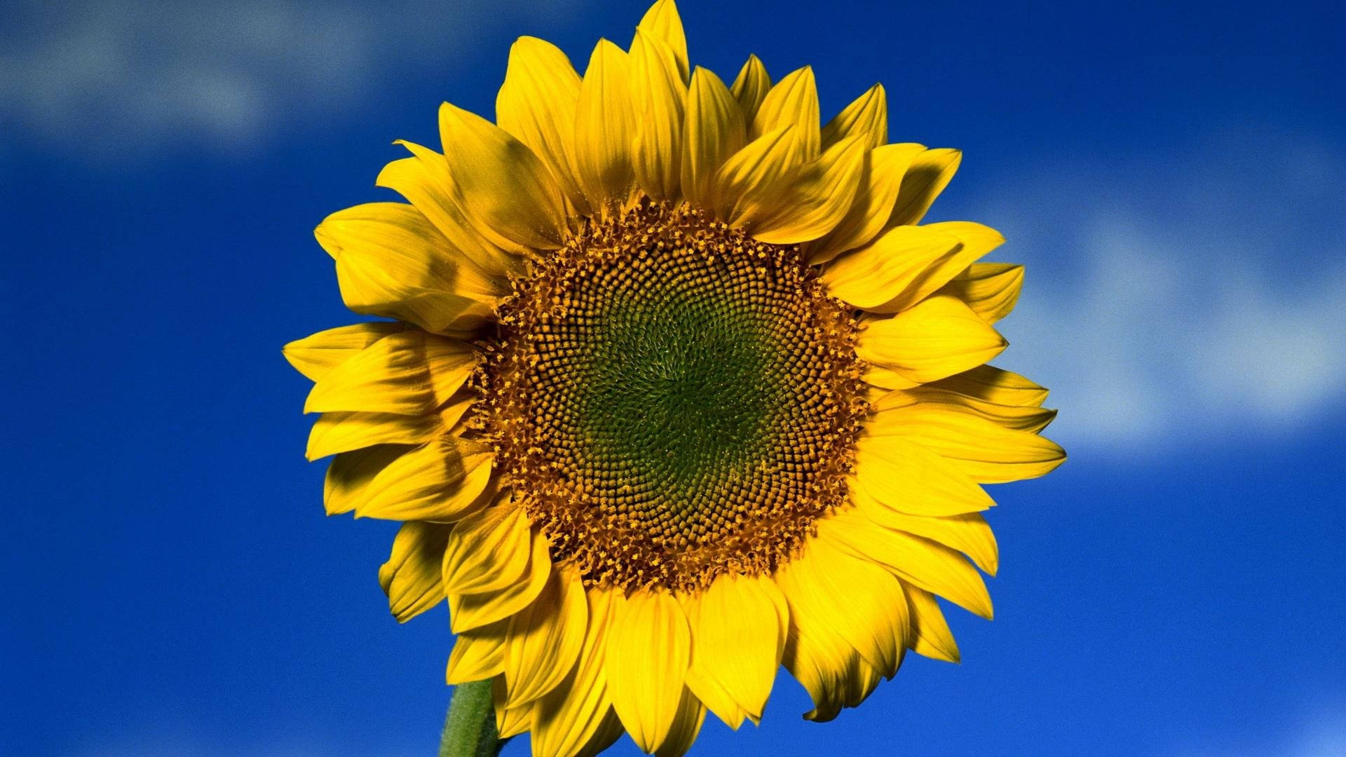 Sunflower Desktop 桌布 壁紙 — 一朵充滿活力的向日葵，金色花瓣和細緻的棕色花心，在晴朗的藍天和柔軟的白雲中綻放。