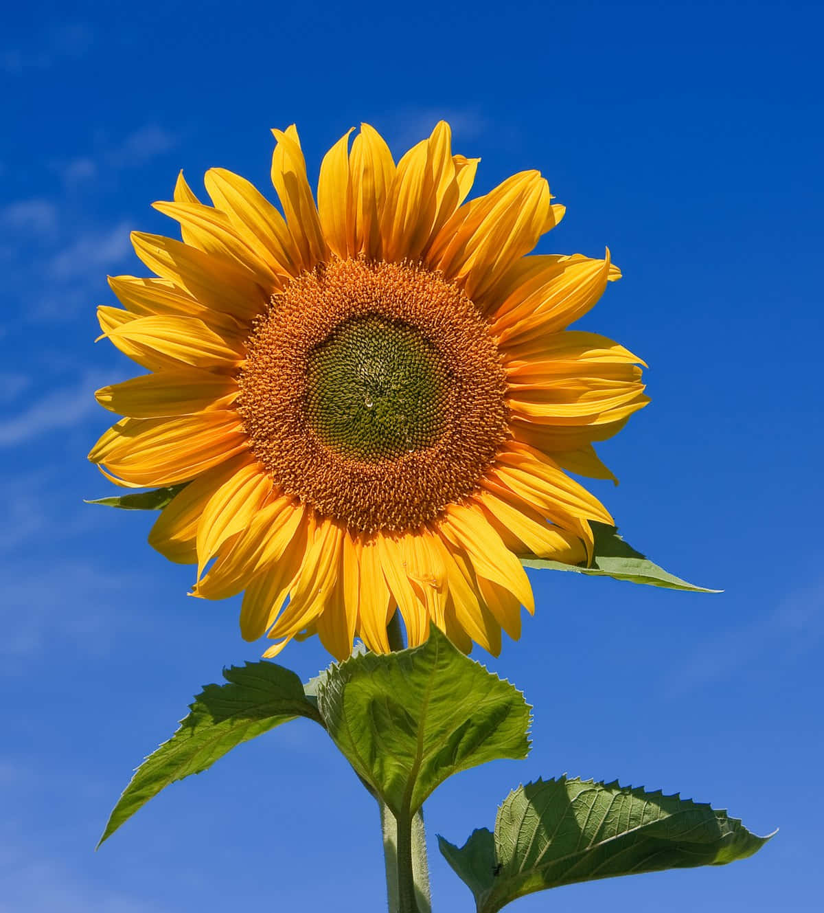 Beautiful Sunflower 桌布 壁紙 — 一朵充滿活力的向日葵，金色花瓣和綠色葉子，在清澈藍天和縷縷白雲中高高聳立。